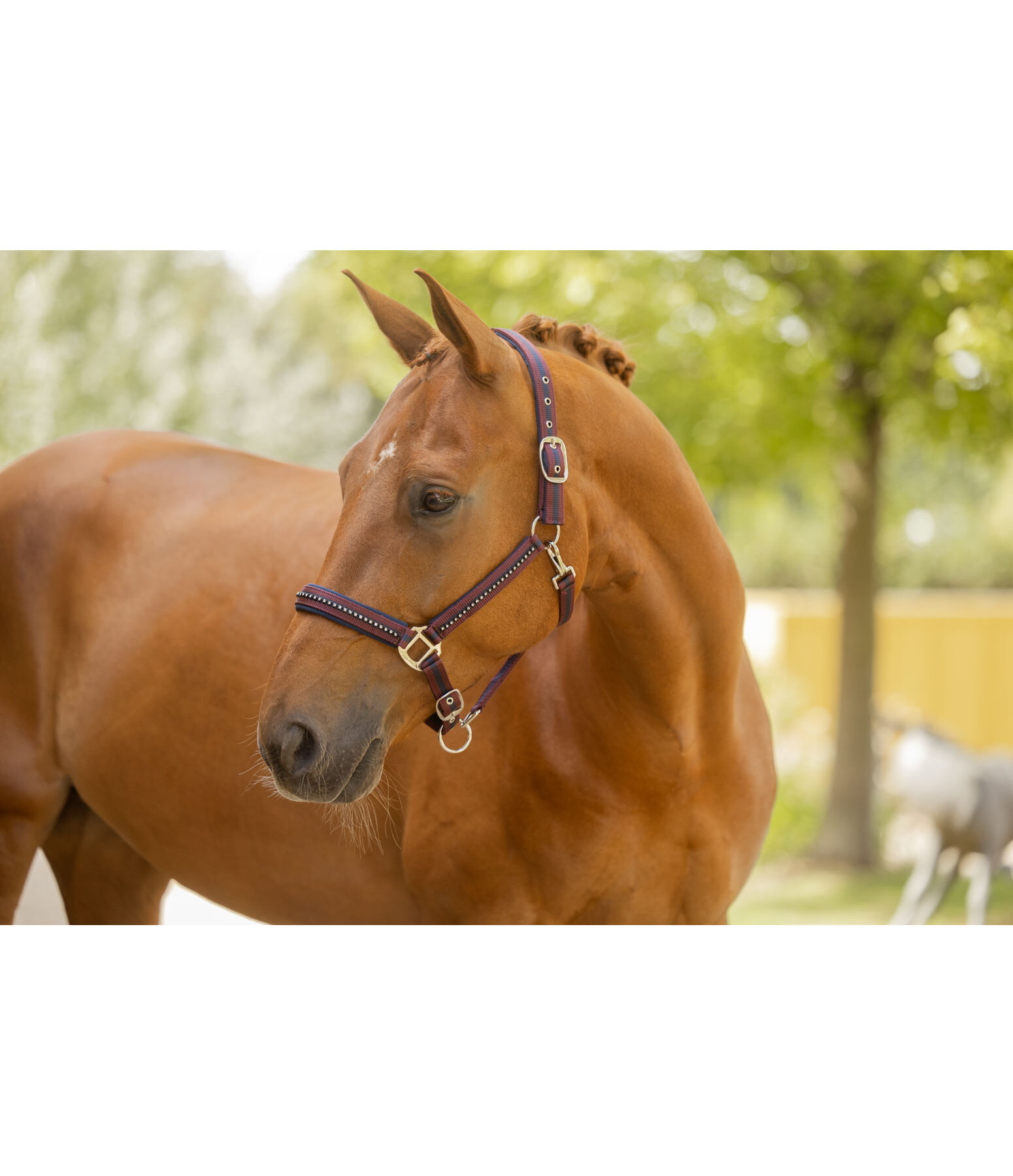 Headcollar Twotone & Crystal