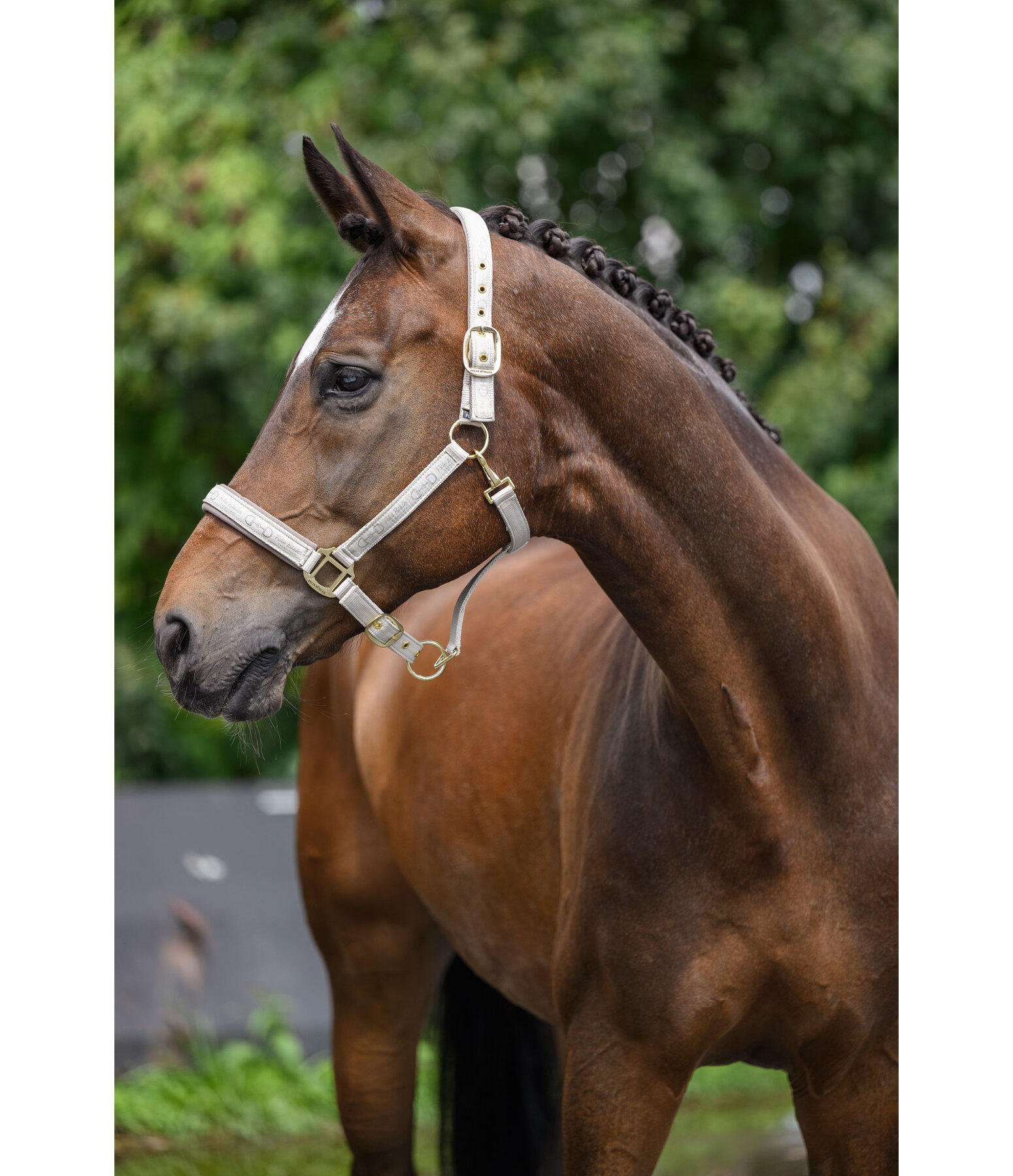 Headcollar Signature III