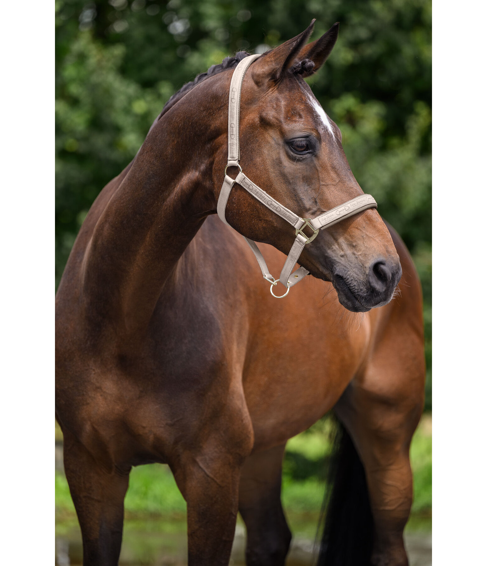 Headcollar Signature III