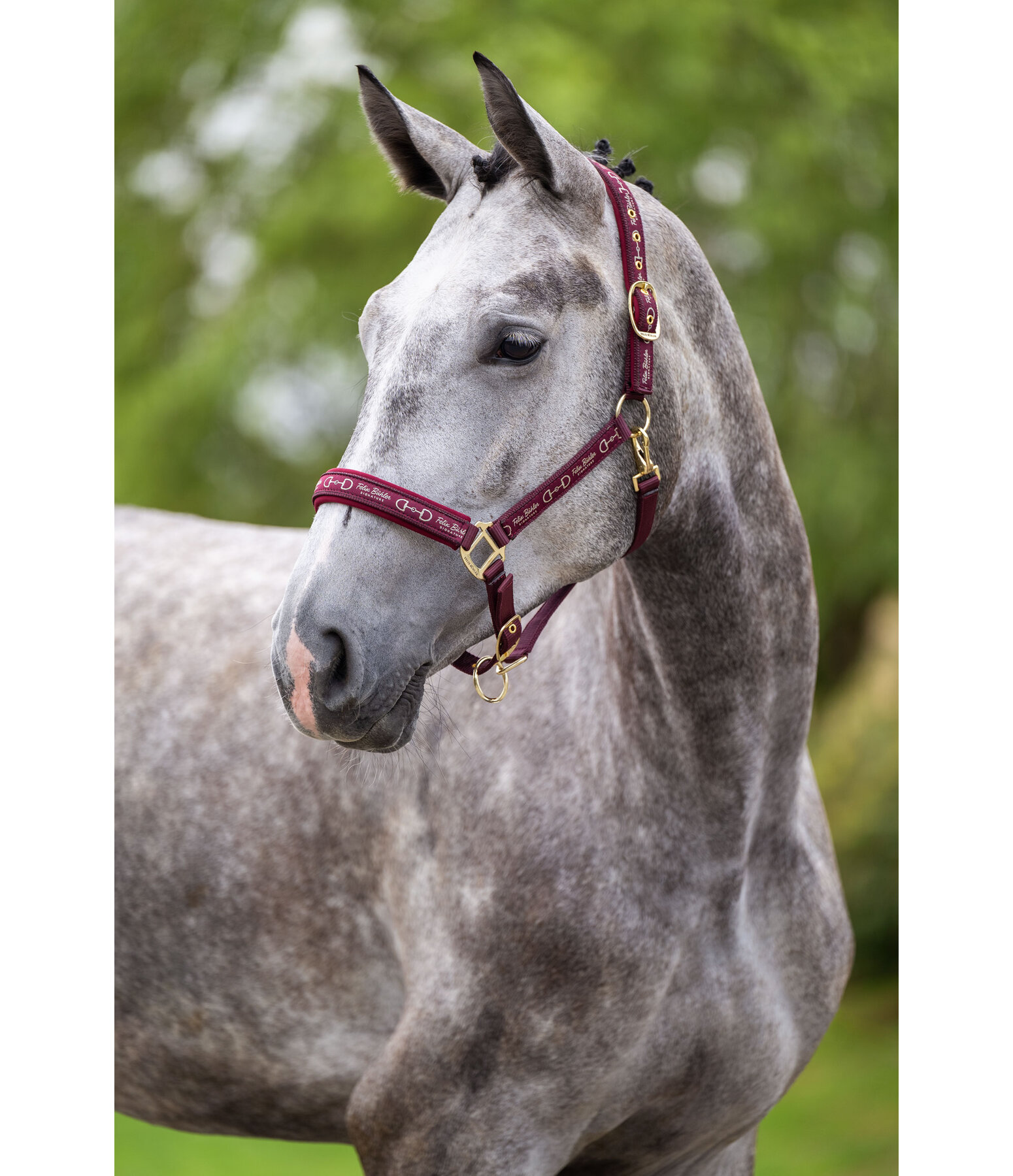 Headcollar Signature III