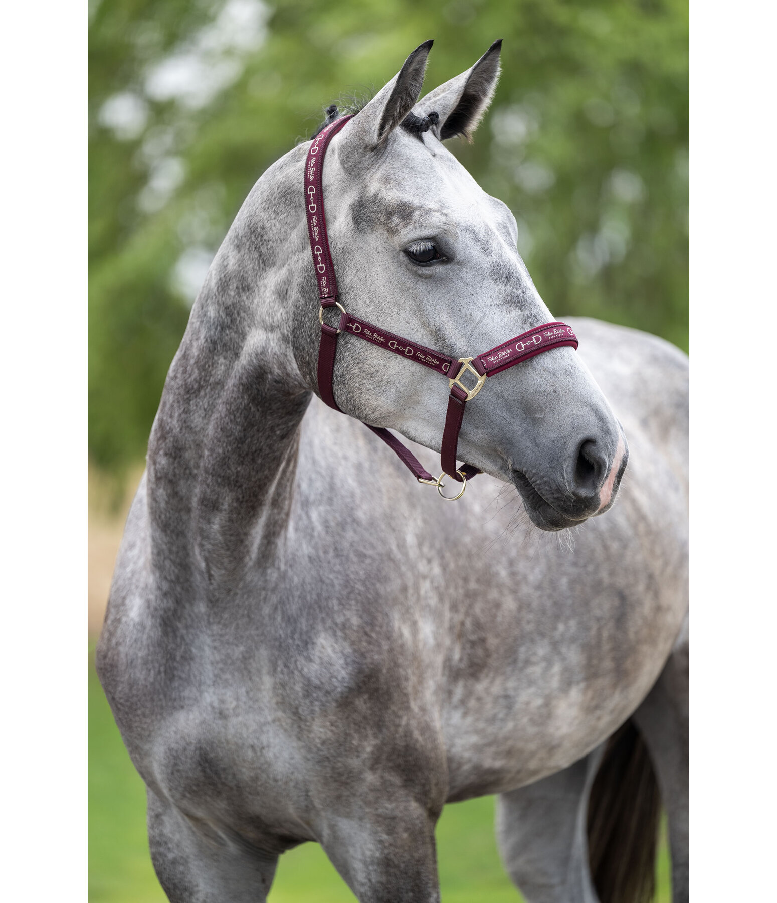 Headcollar Signature III