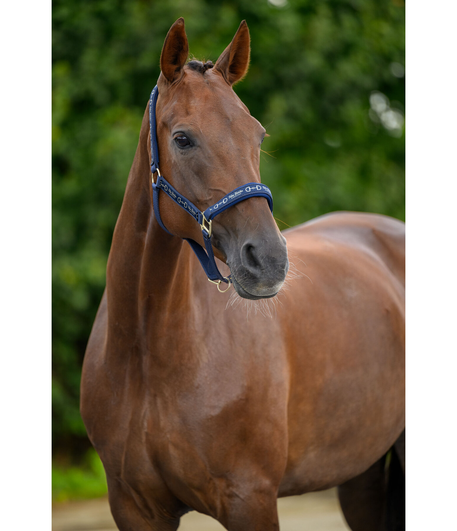 Headcollar Signature III