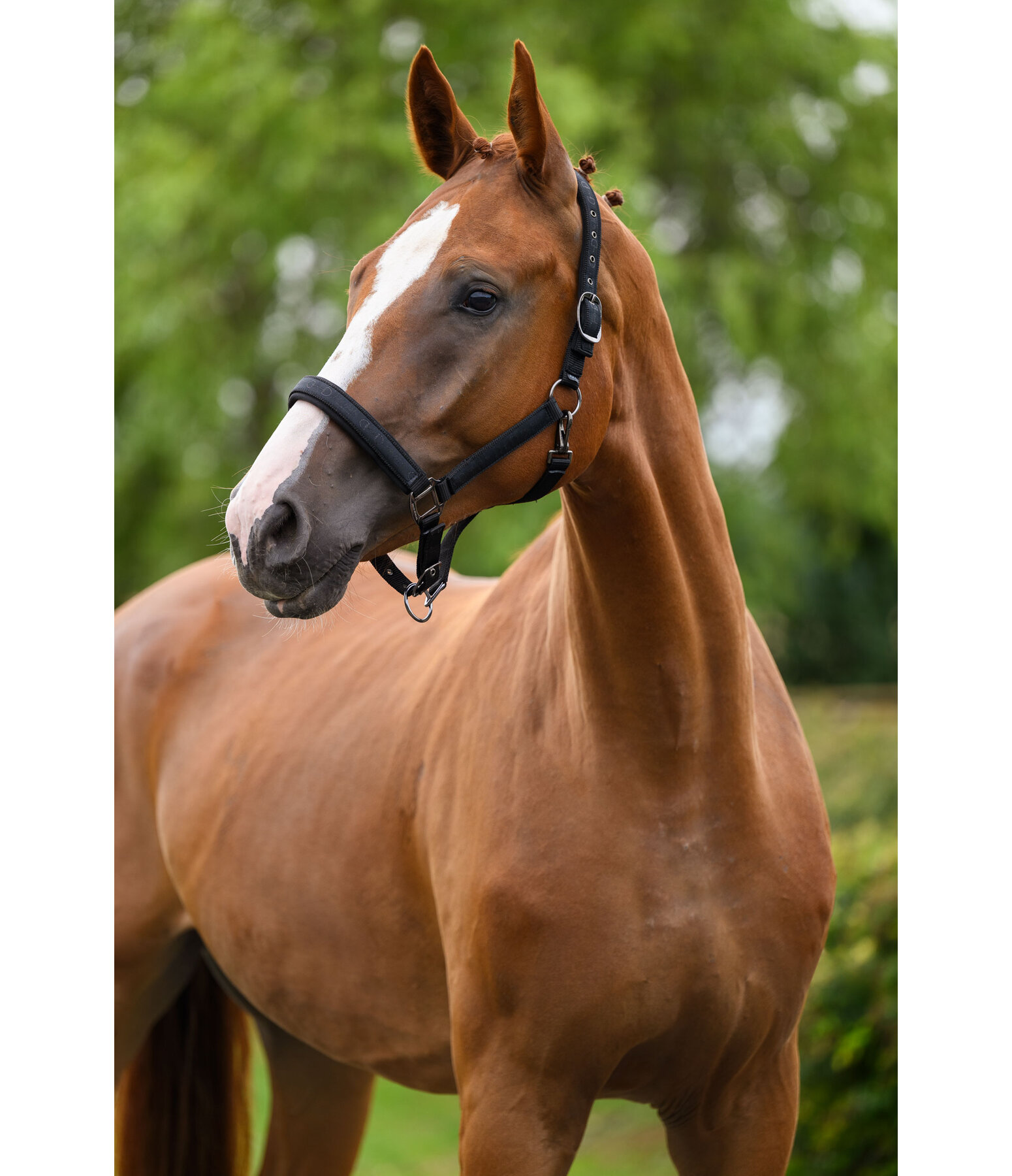 Headcollar Signature III