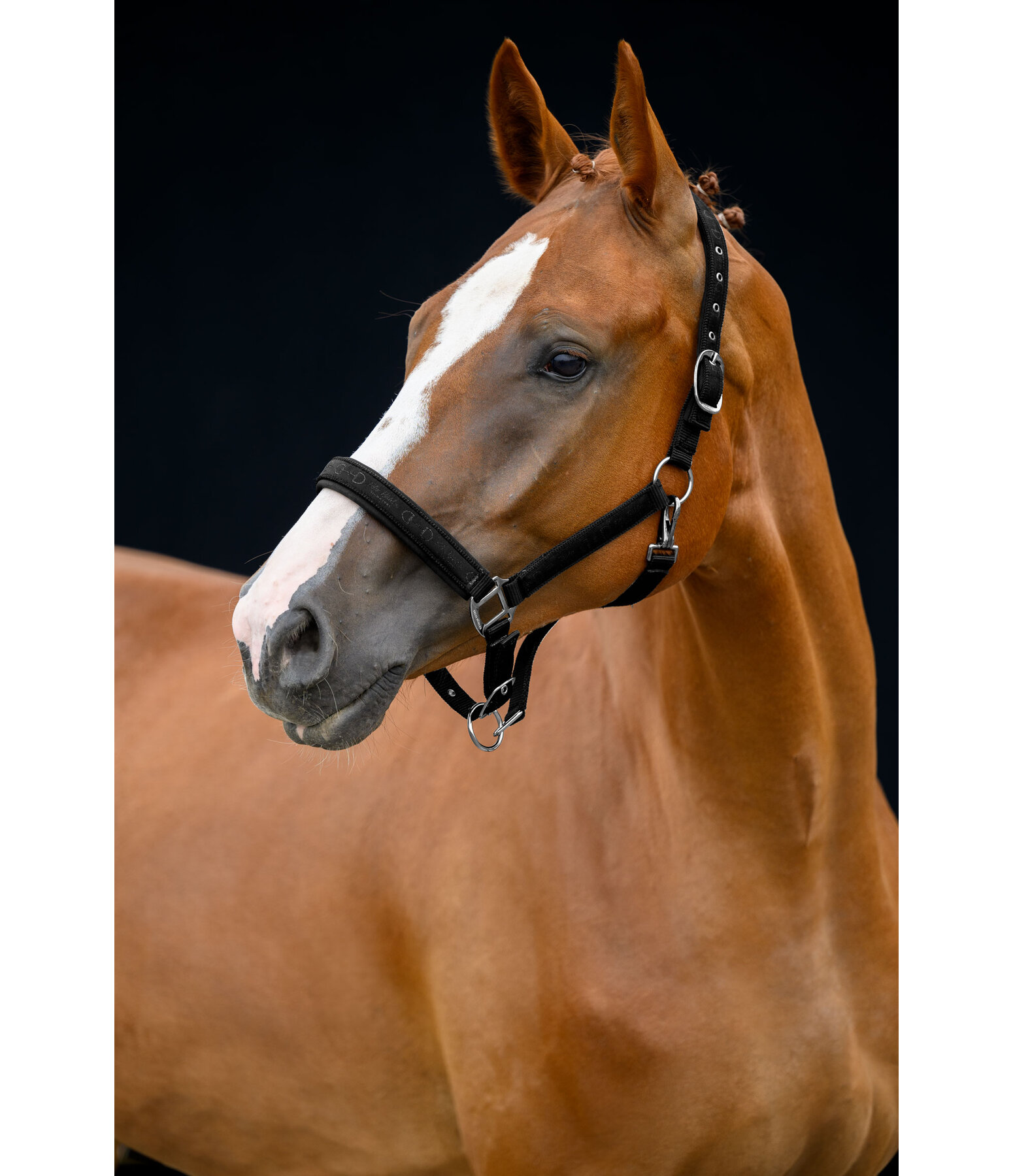 Headcollar Signature III