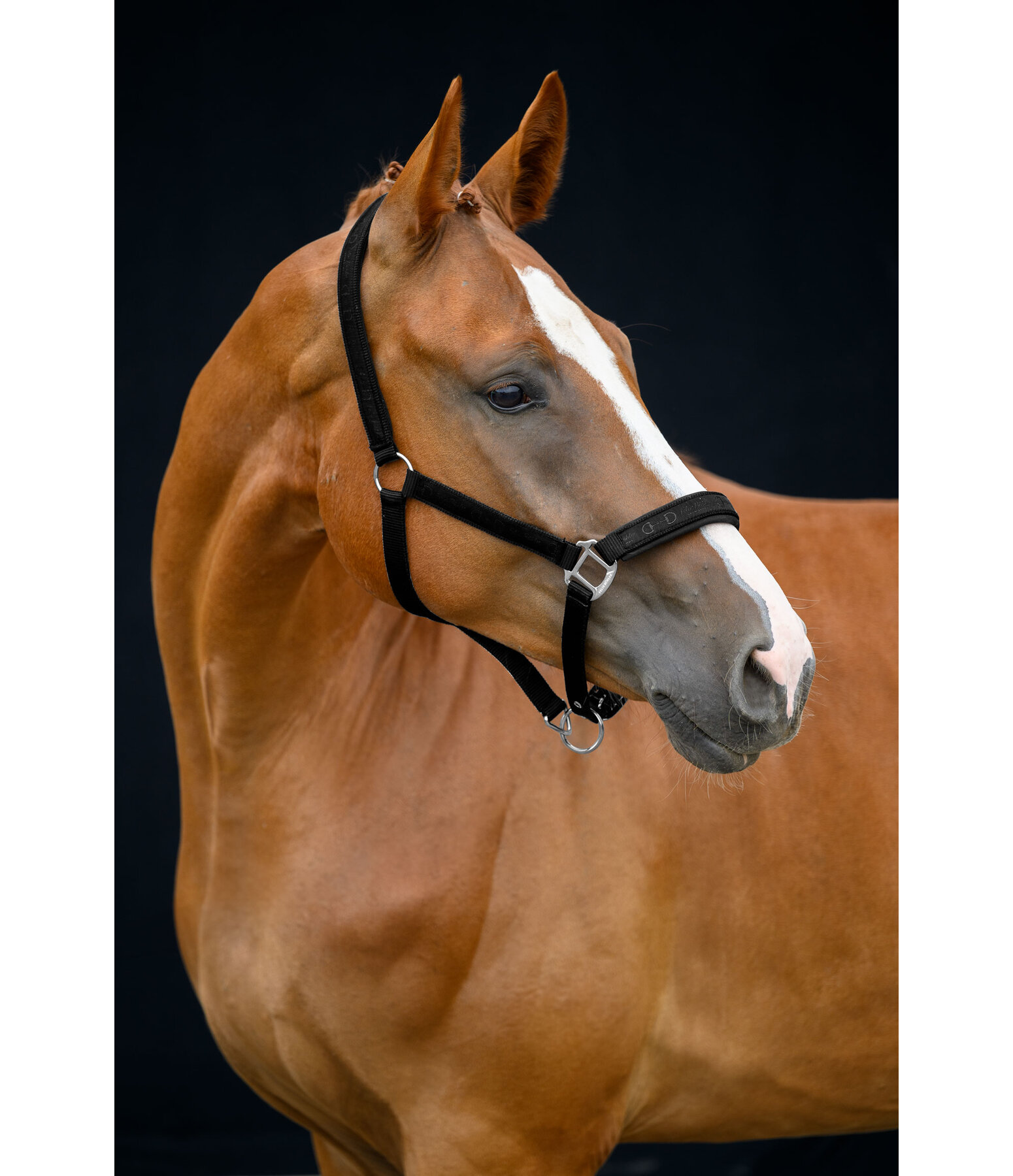 Headcollar Signature III