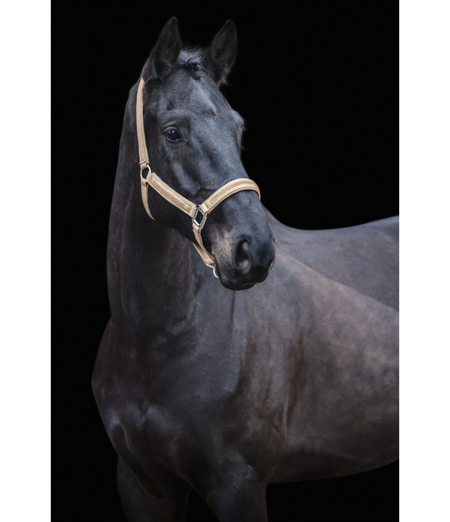 Headcollar Glitter Stone