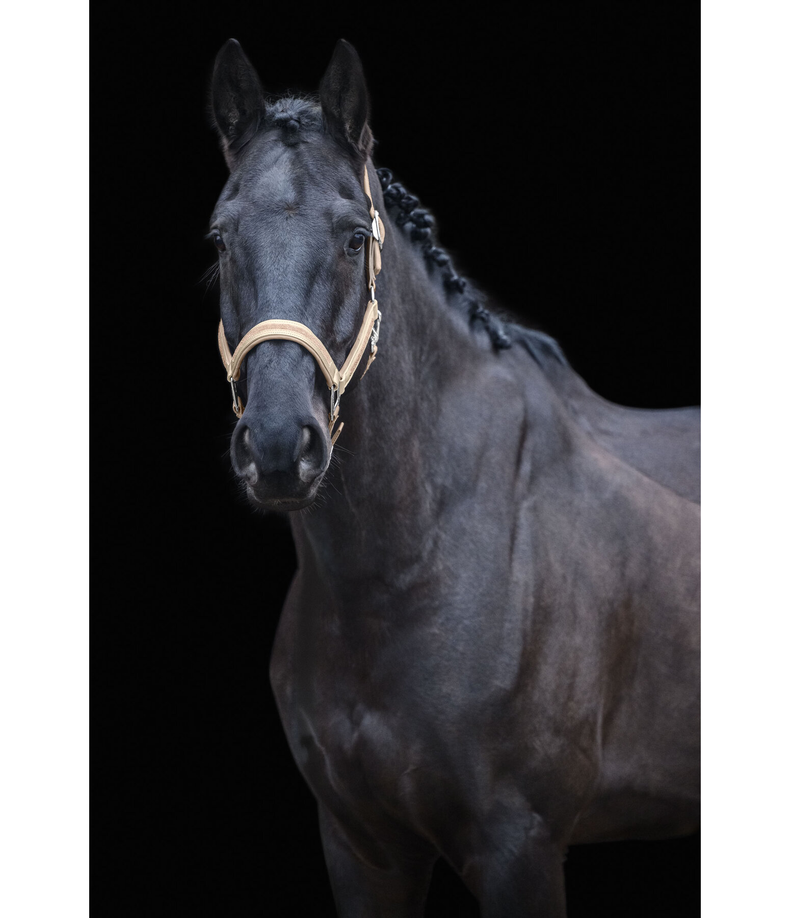 Headcollar Glitter Stone