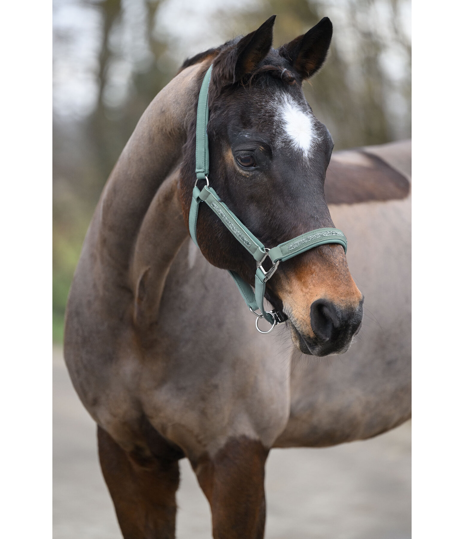 Headcollar Glitter Stone