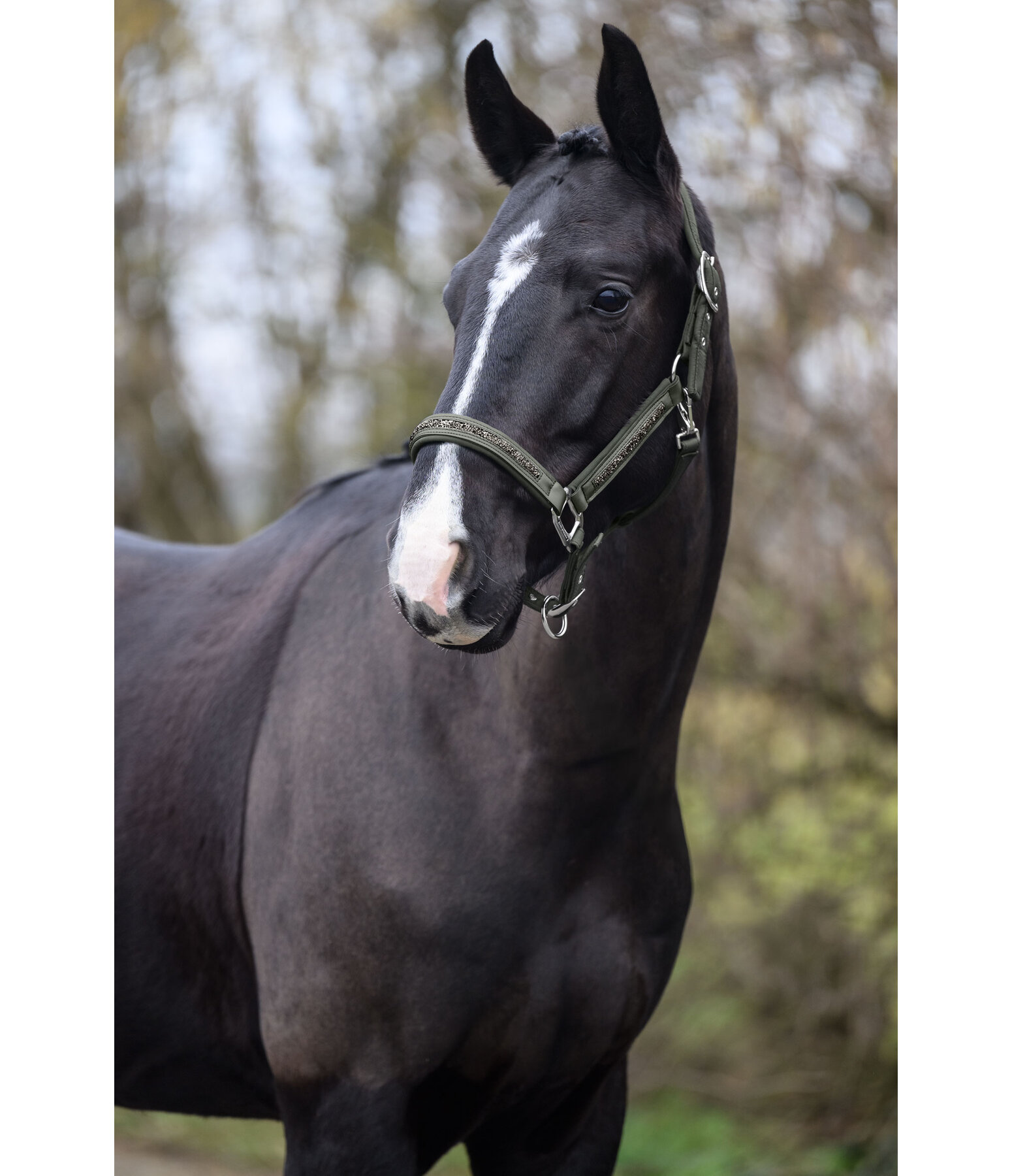 Headcollar Glitter Stone