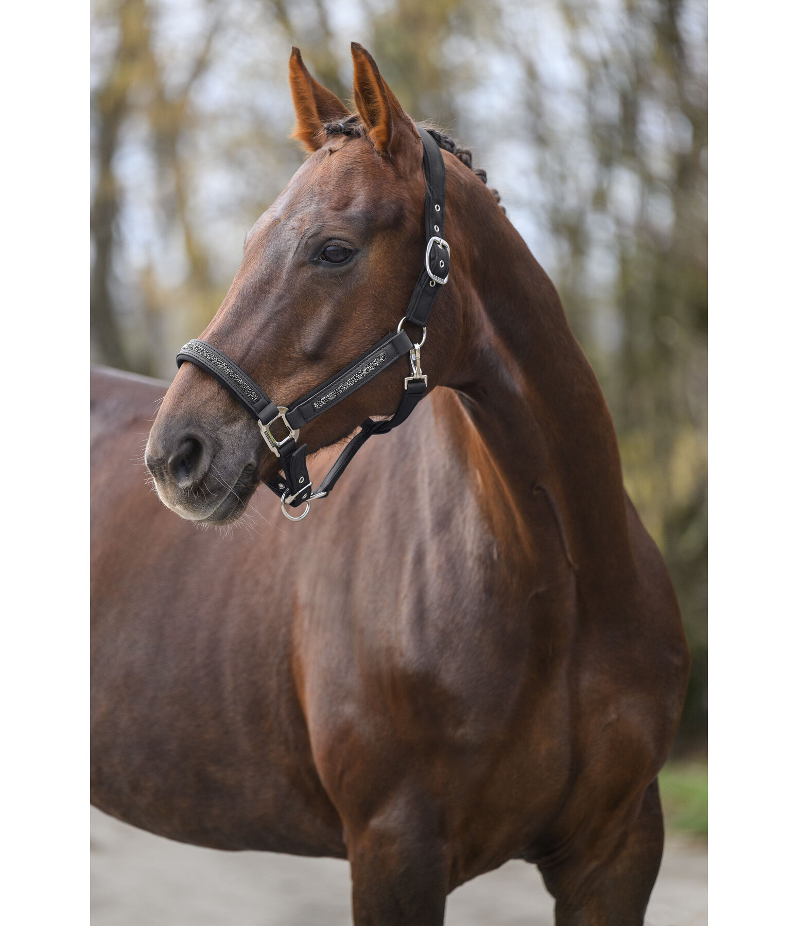 Headcollar Glitter Stone