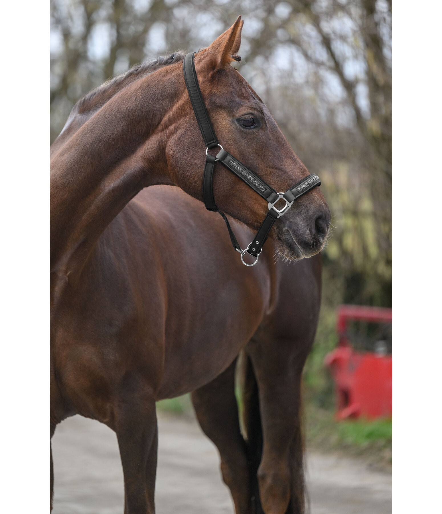 Headcollar Glitter Stone
