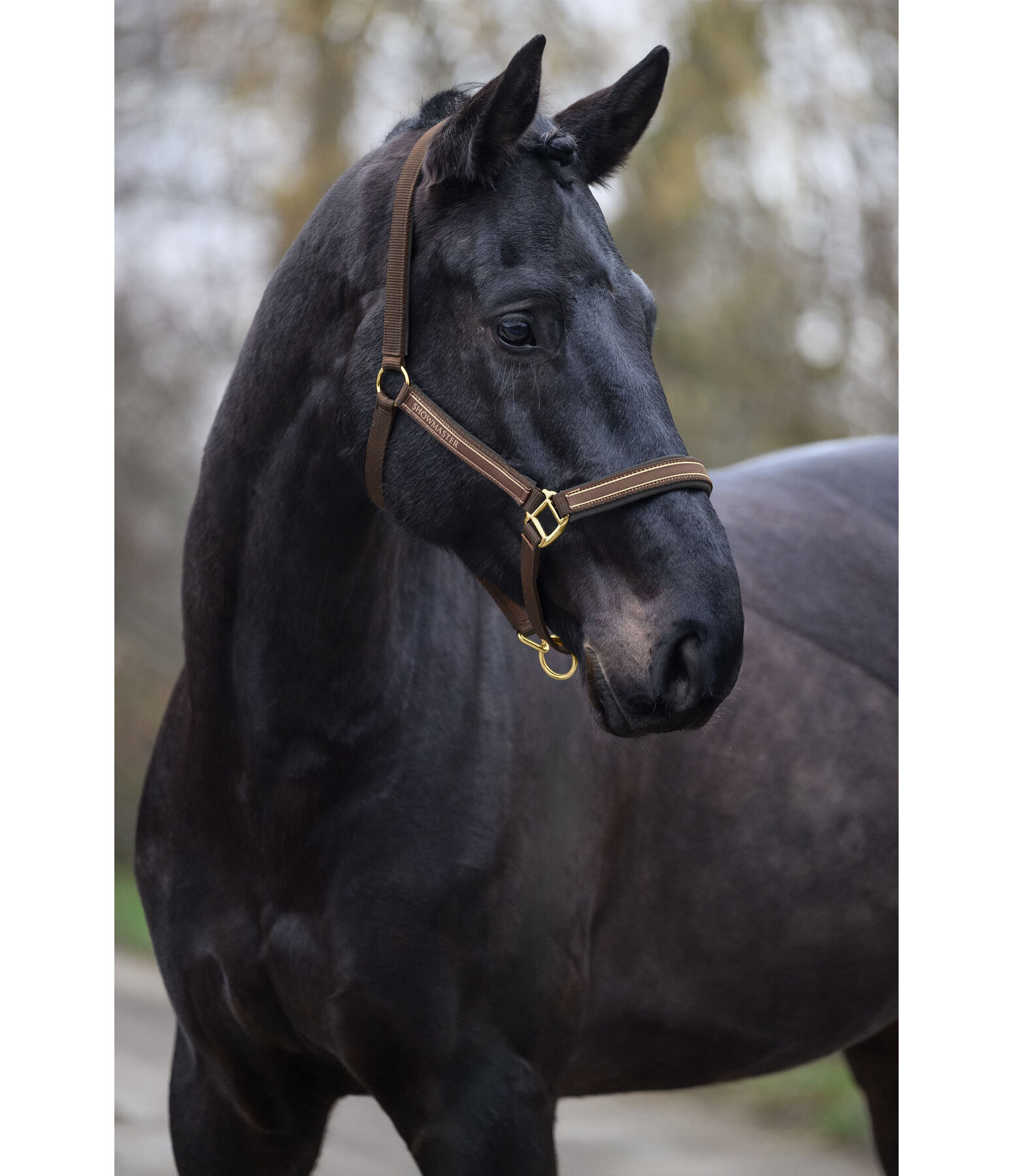 Headcollar Glimmering
