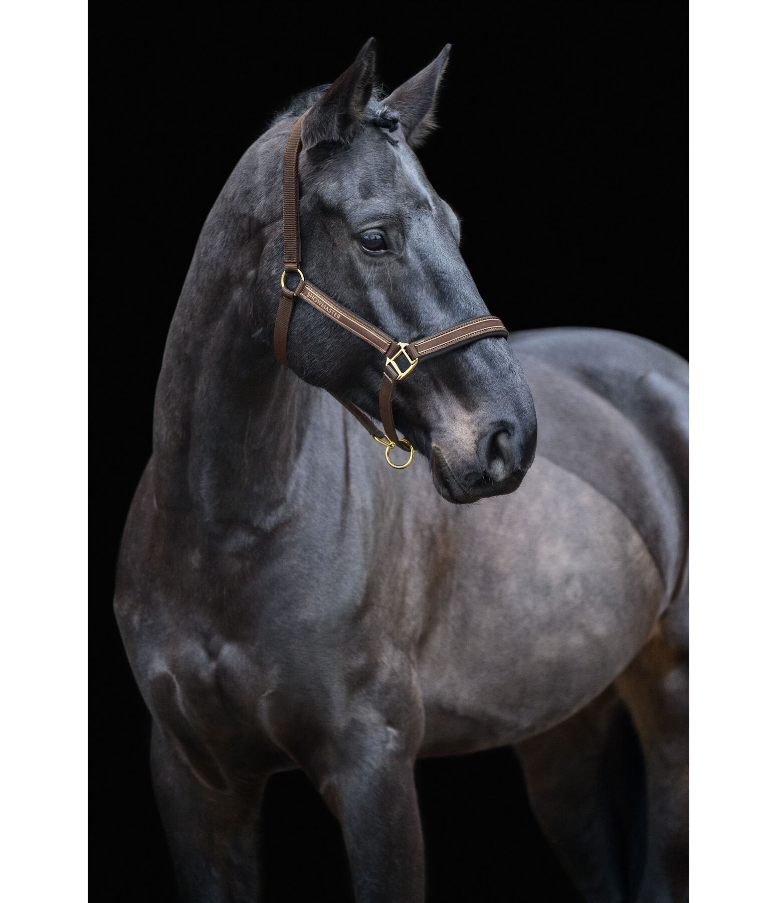 Headcollar Glimmering