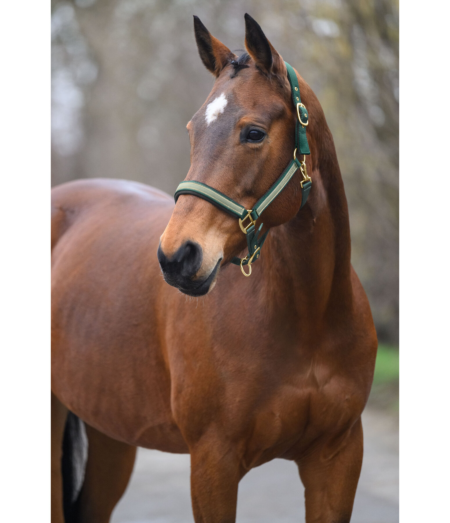 Headcollar Glimmering