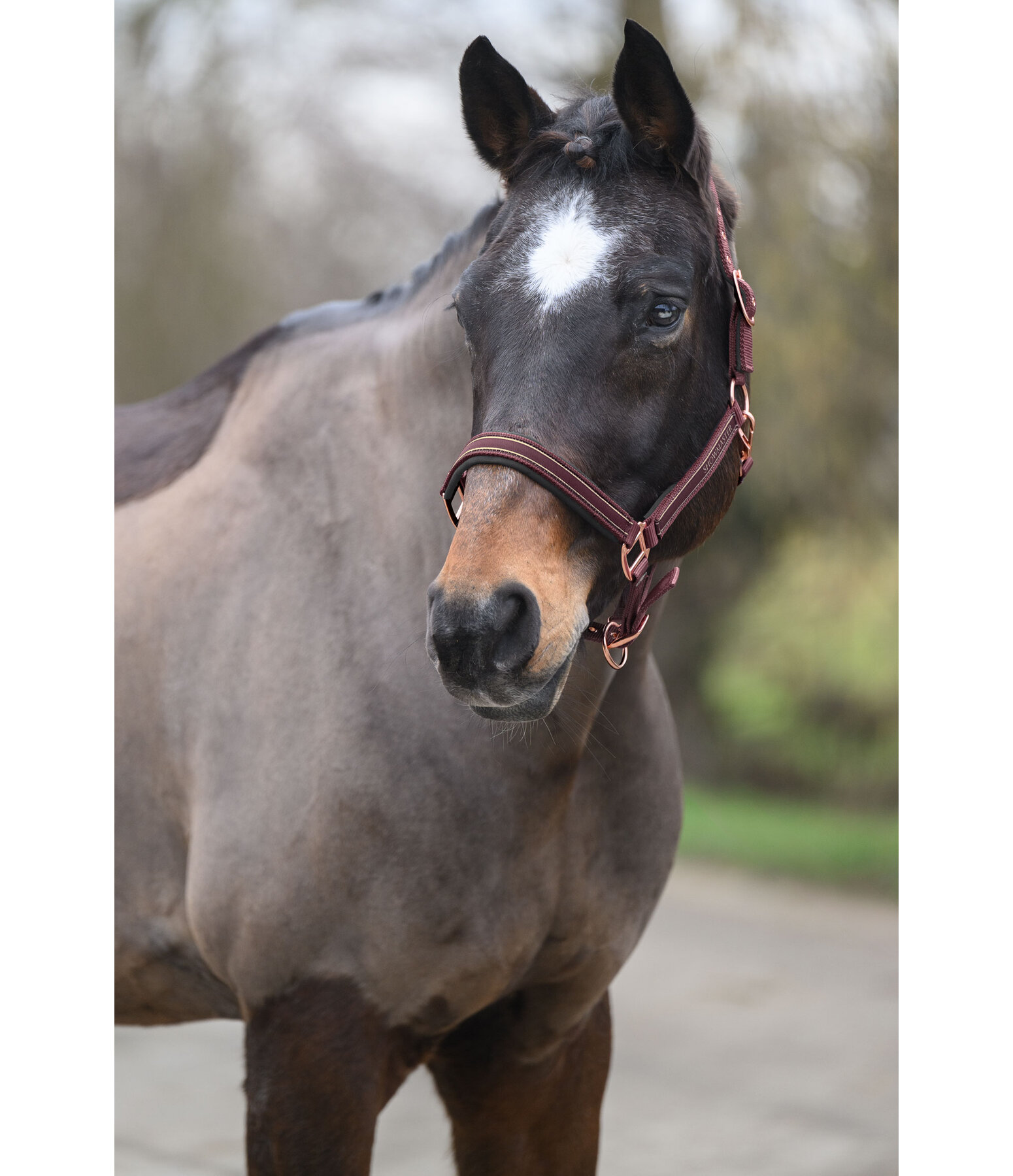 Headcollar Glimmering