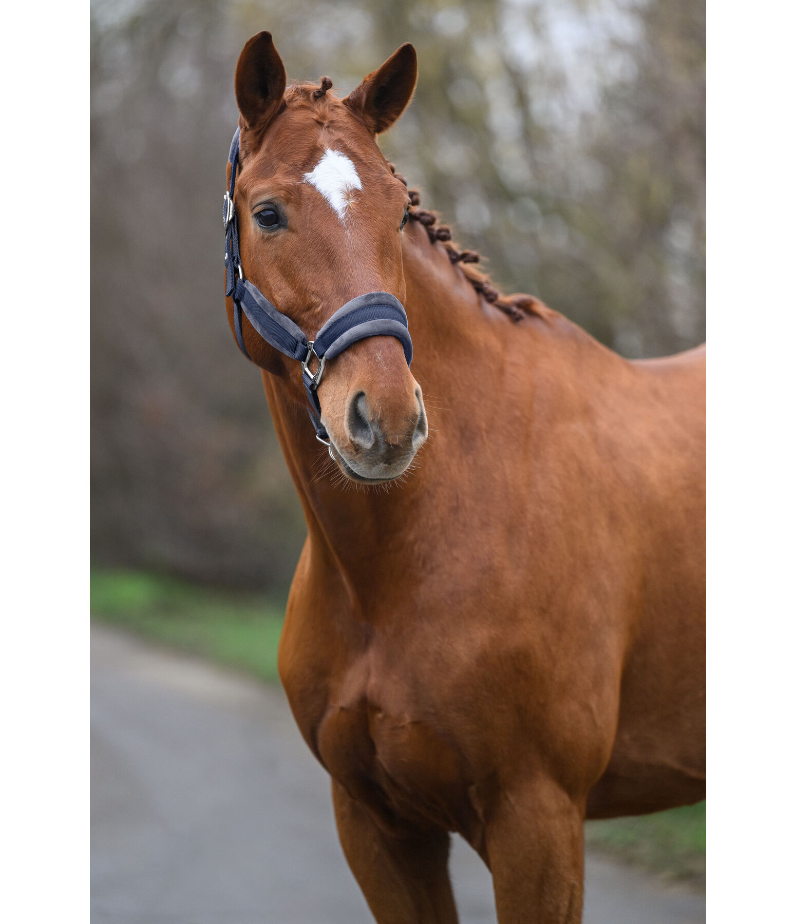 Headcollar Velvet