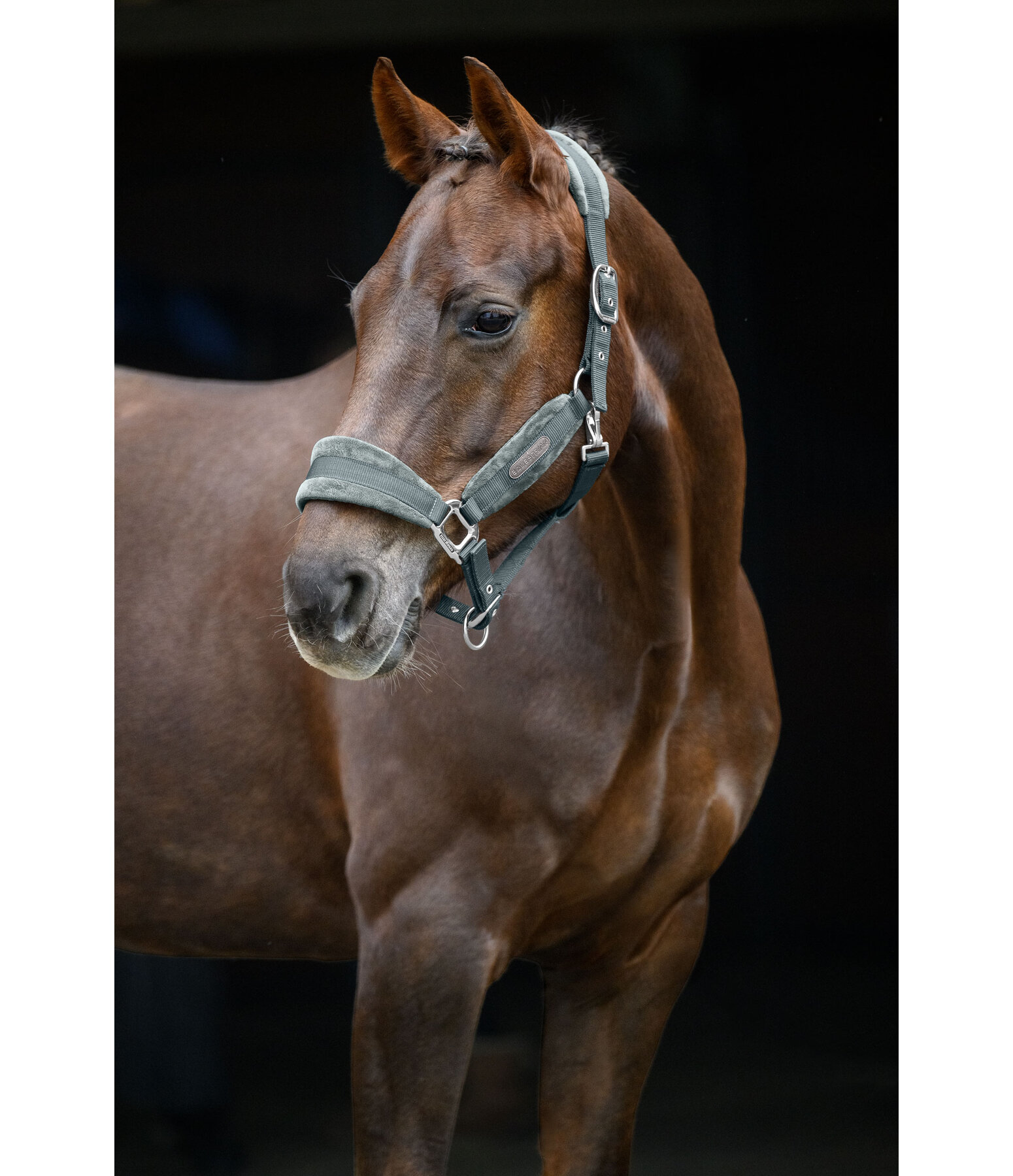 Headcollar Velvet