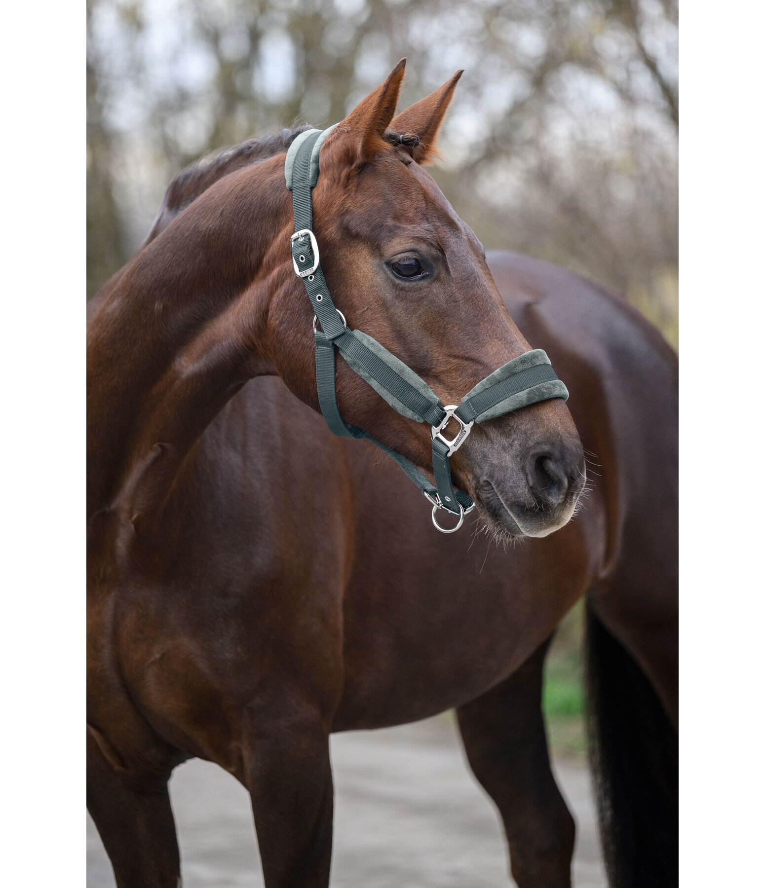 Headcollar Velvet