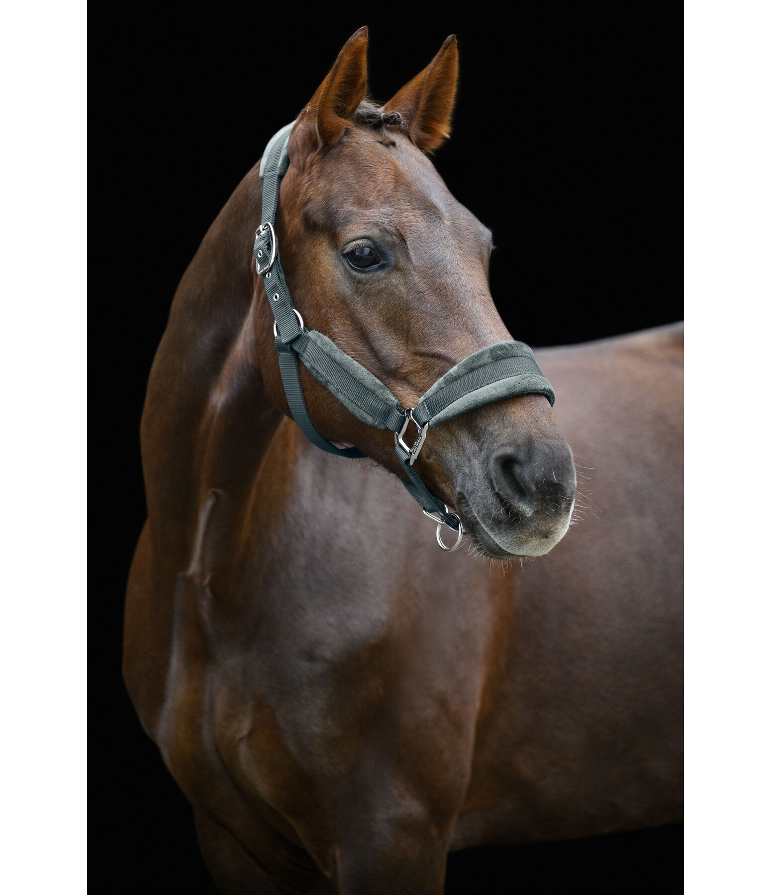 Headcollar Velvet