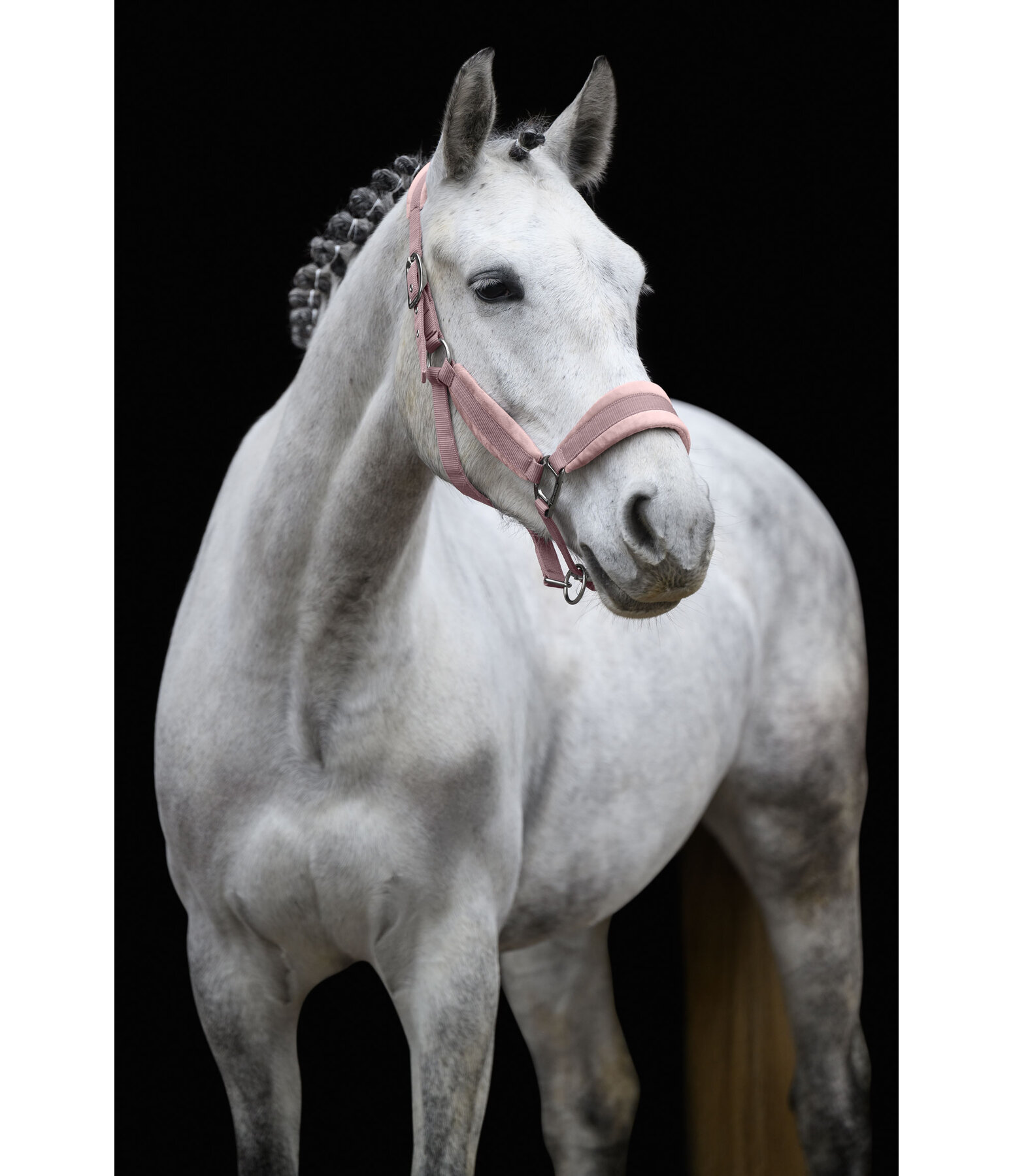 Headcollar Velvet