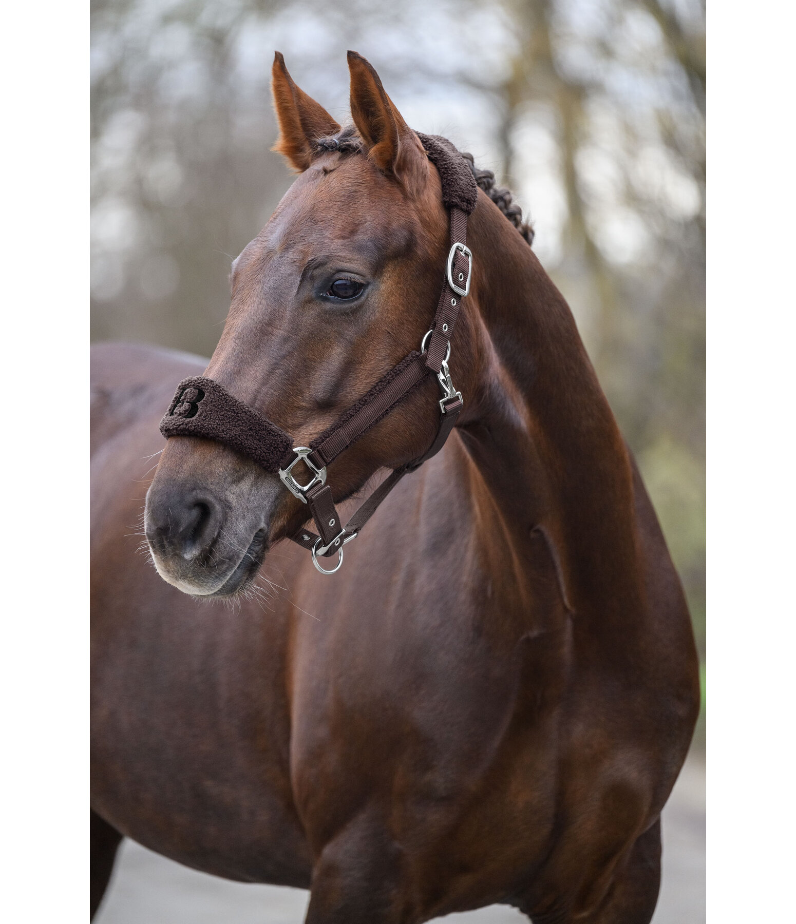 Teddy Headcollar