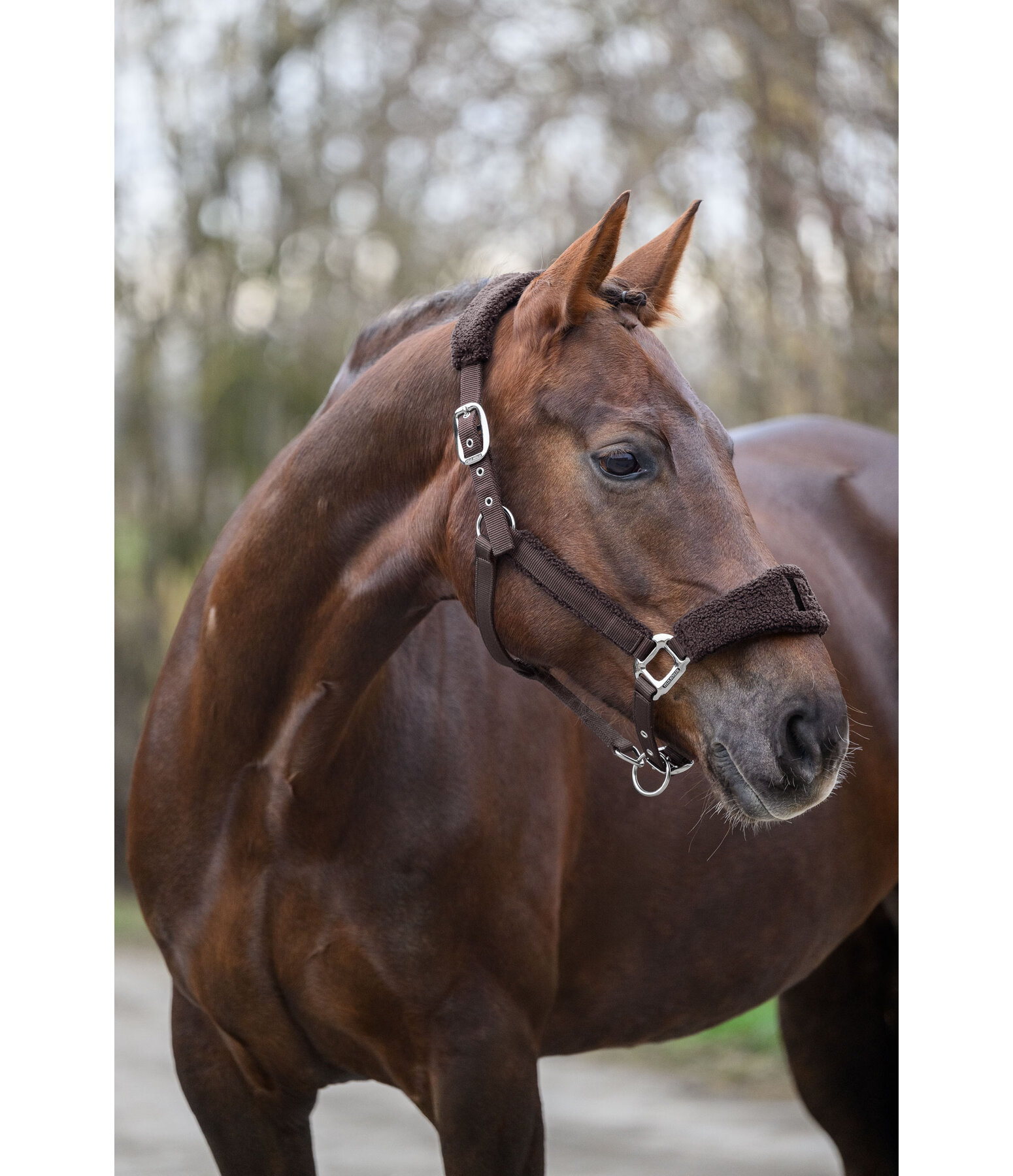 Teddy Headcollar
