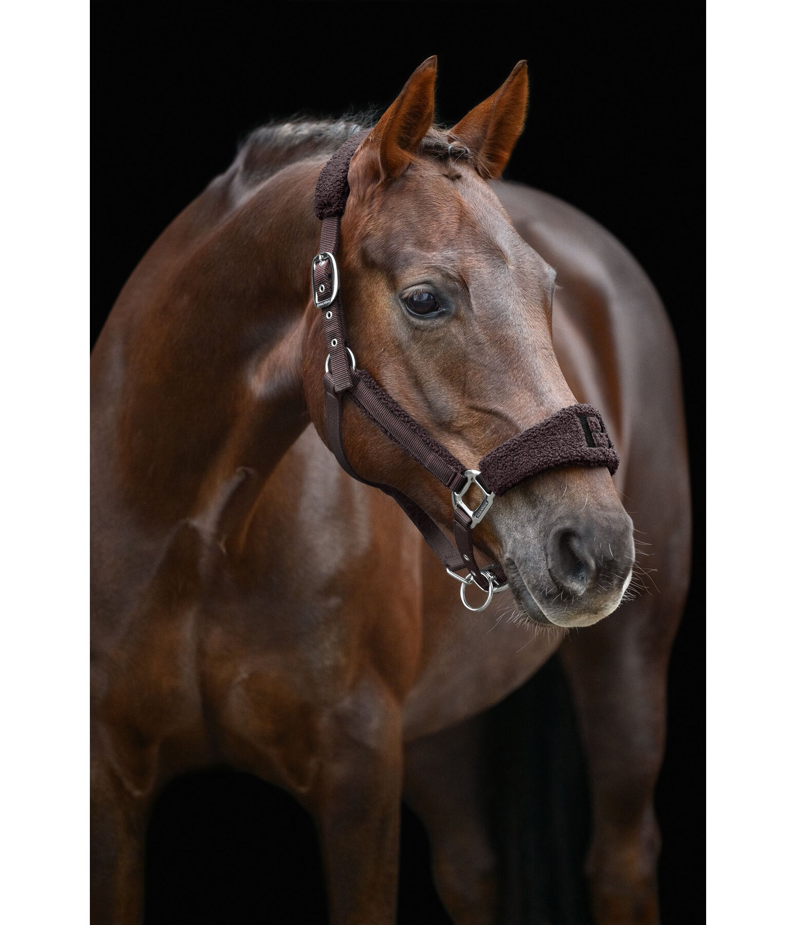 Teddy Headcollar