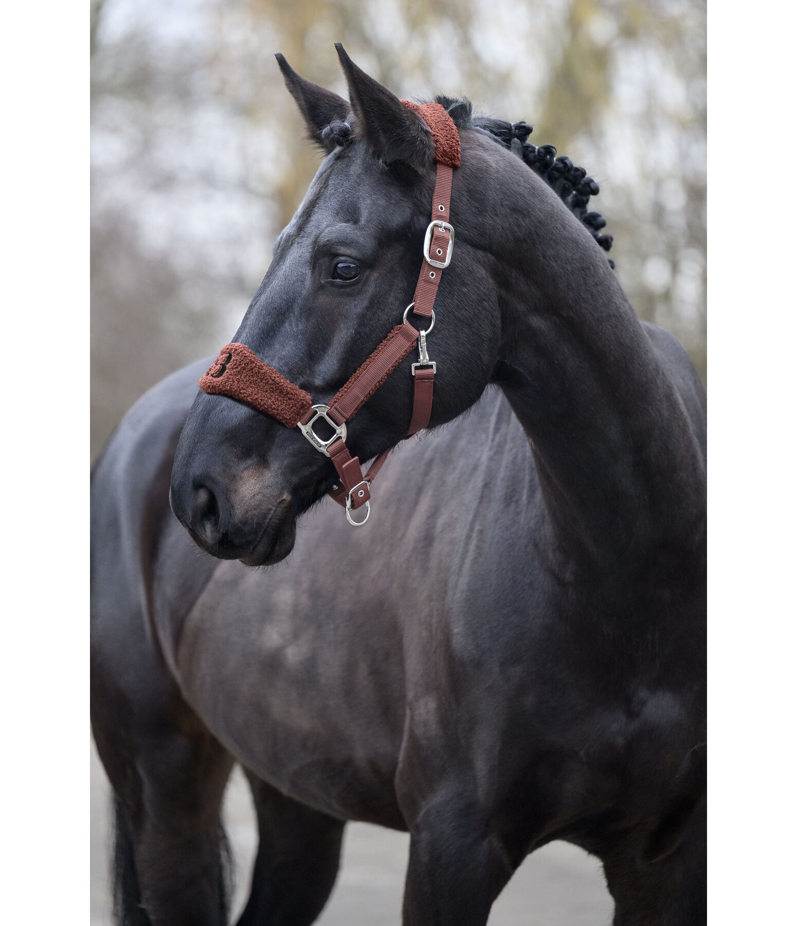 Teddy Headcollar
