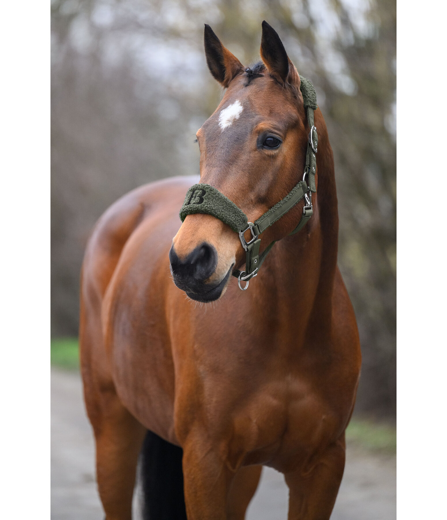 Teddy Headcollar