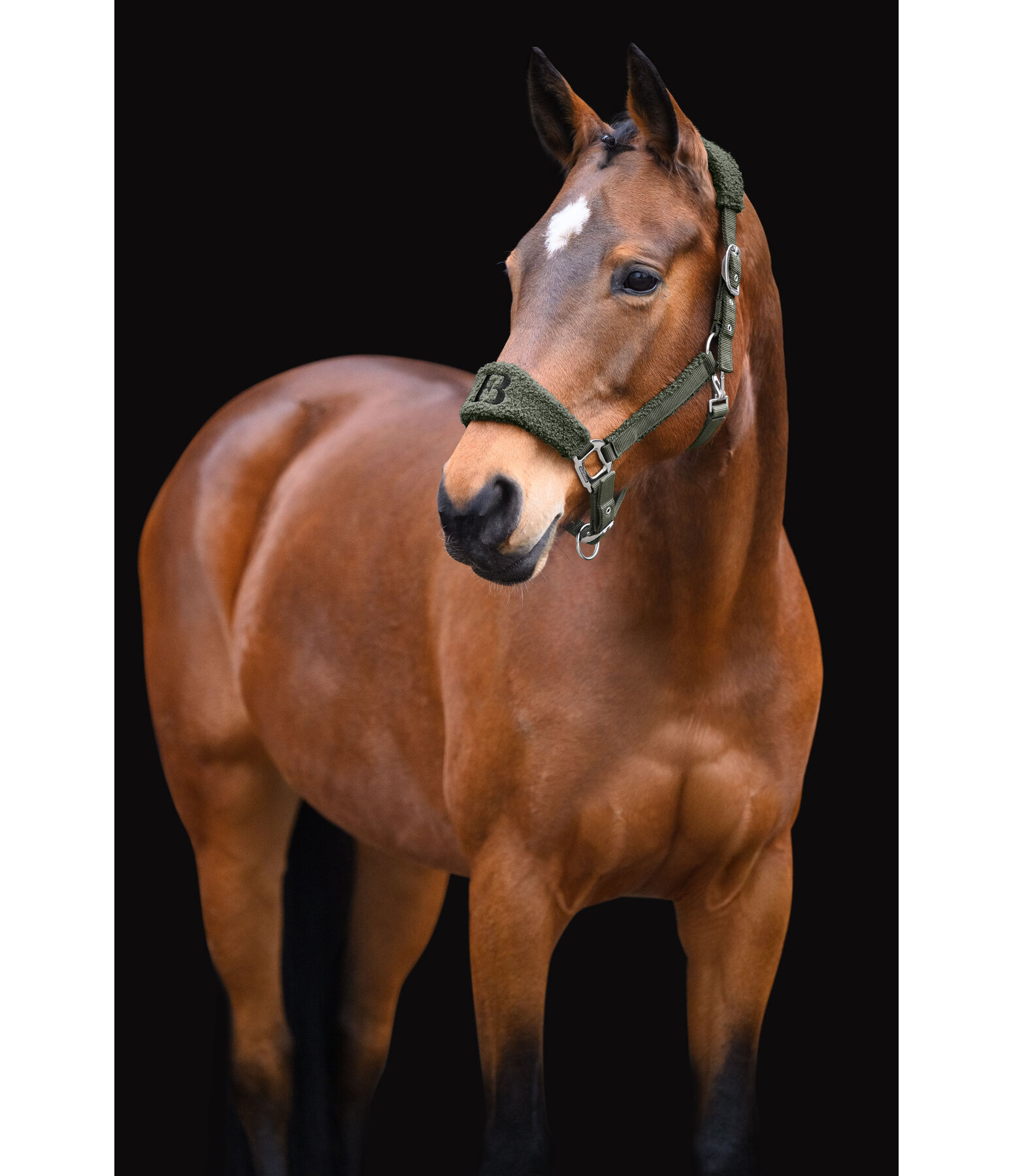 Teddy Headcollar