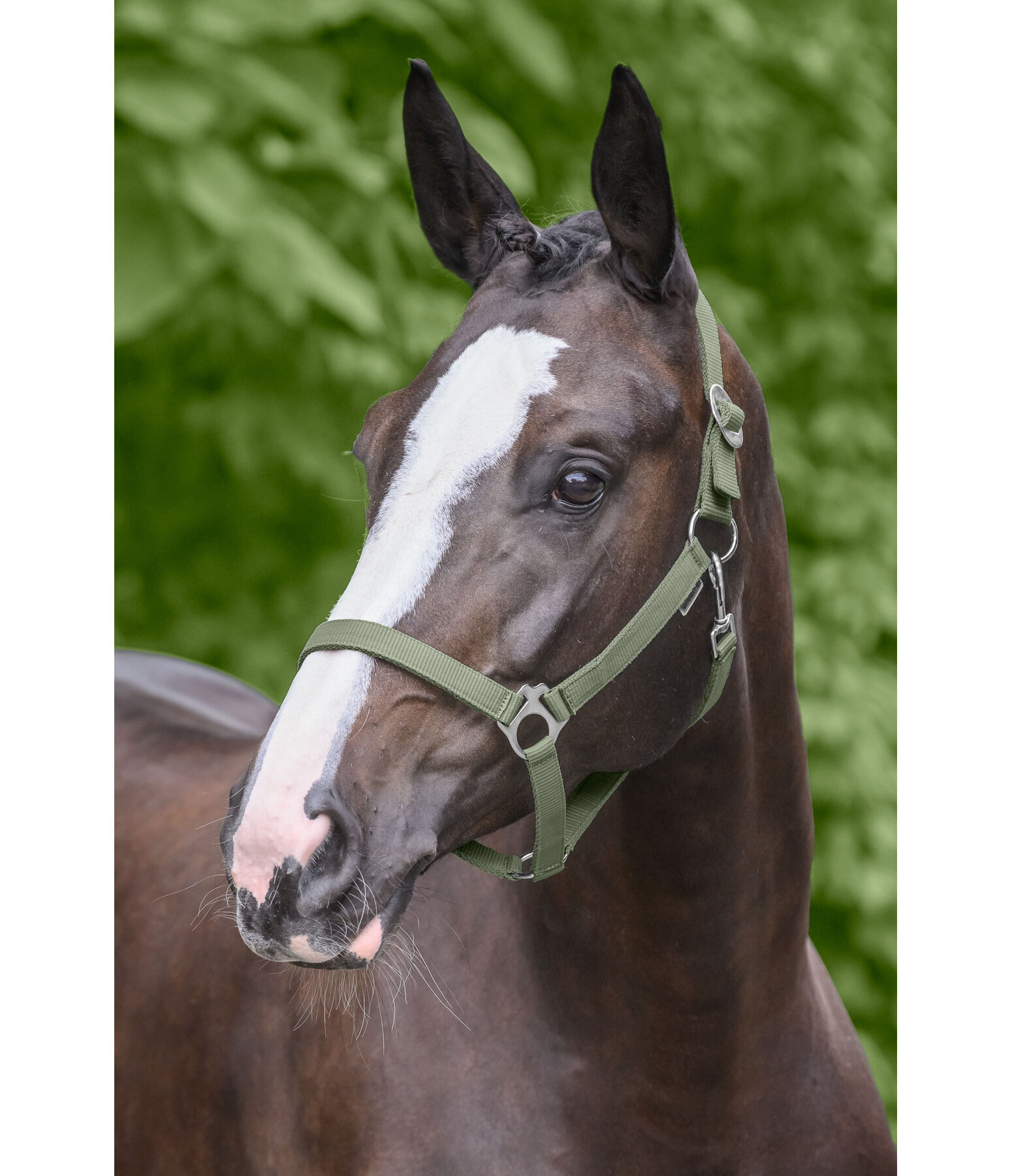 Headcollar Super Price