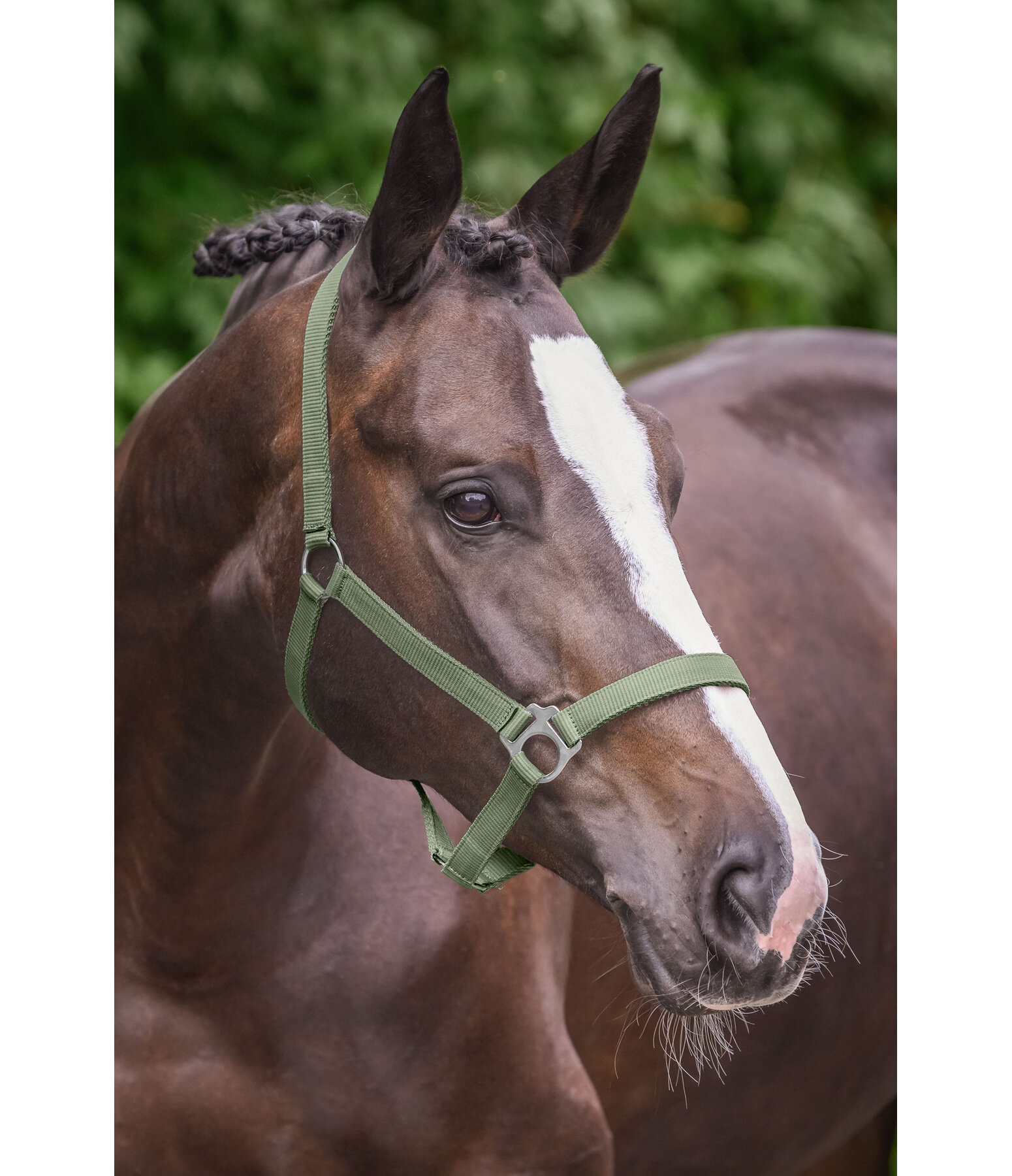 Headcollar Super Price