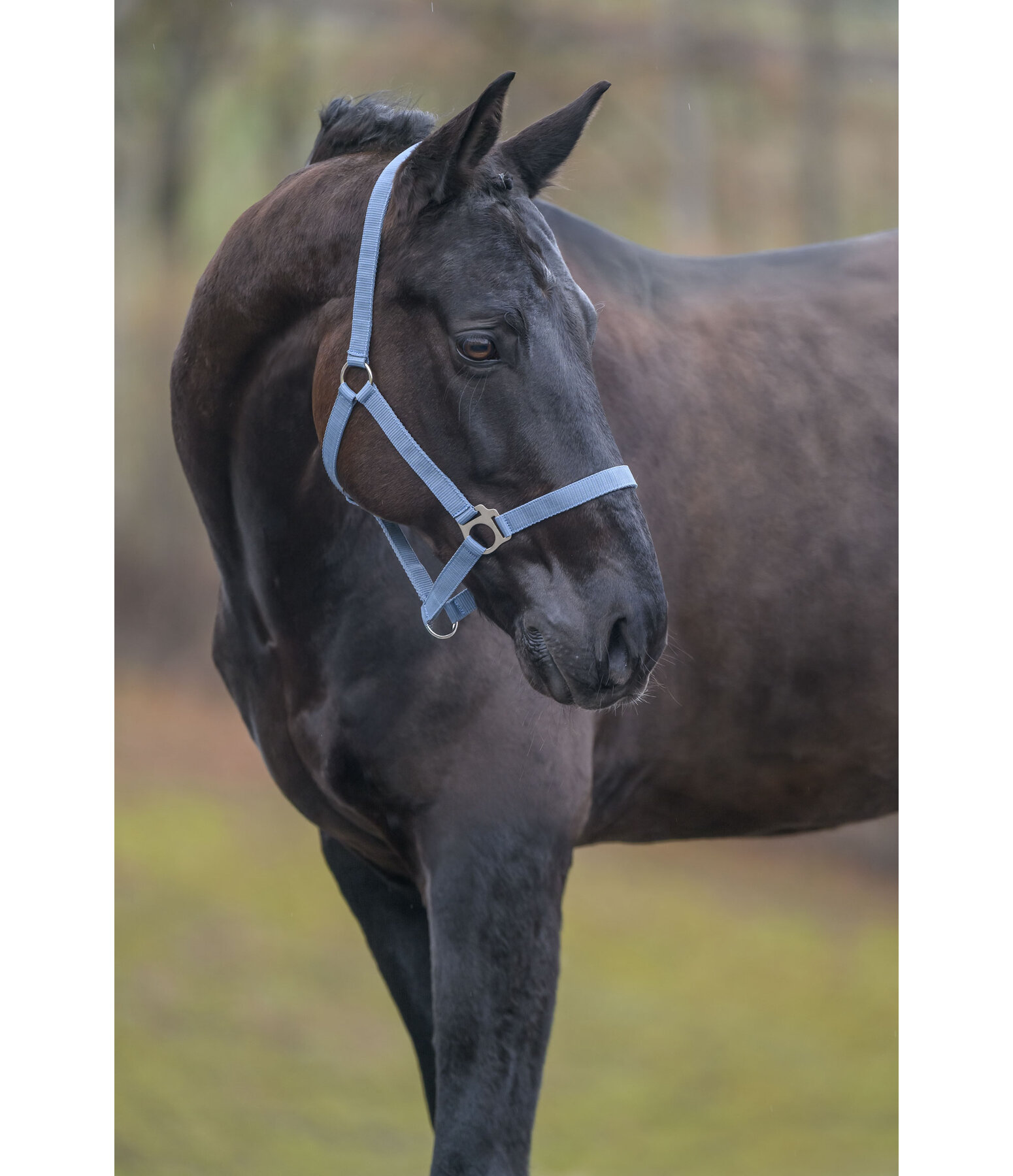 Headcollar Super Price