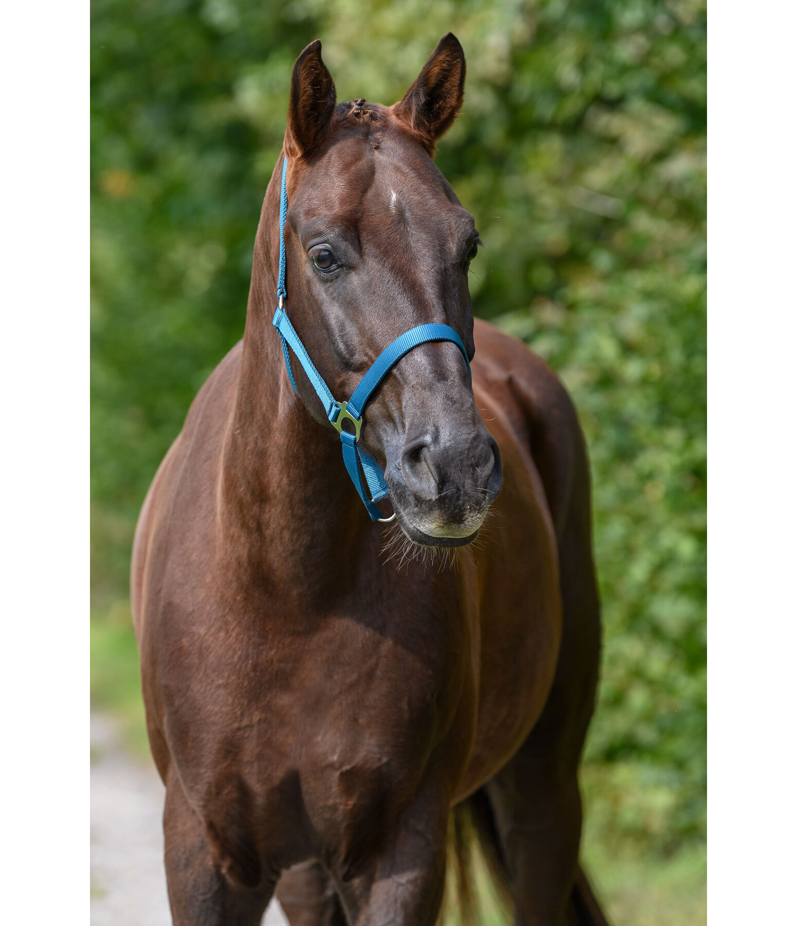 Headcollar Super Price