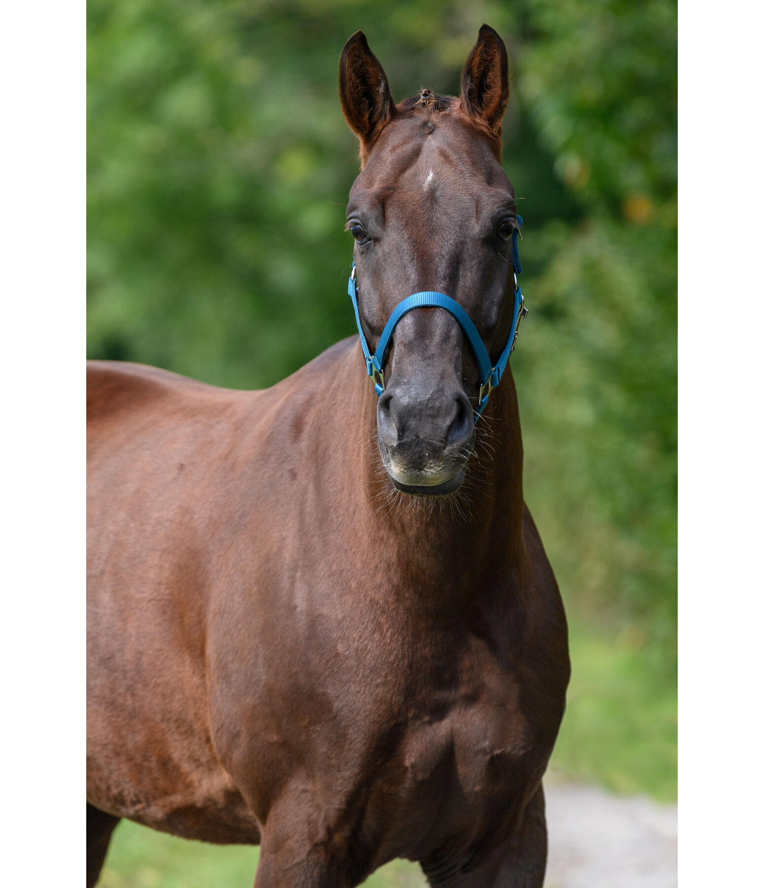 Headcollar Super Price