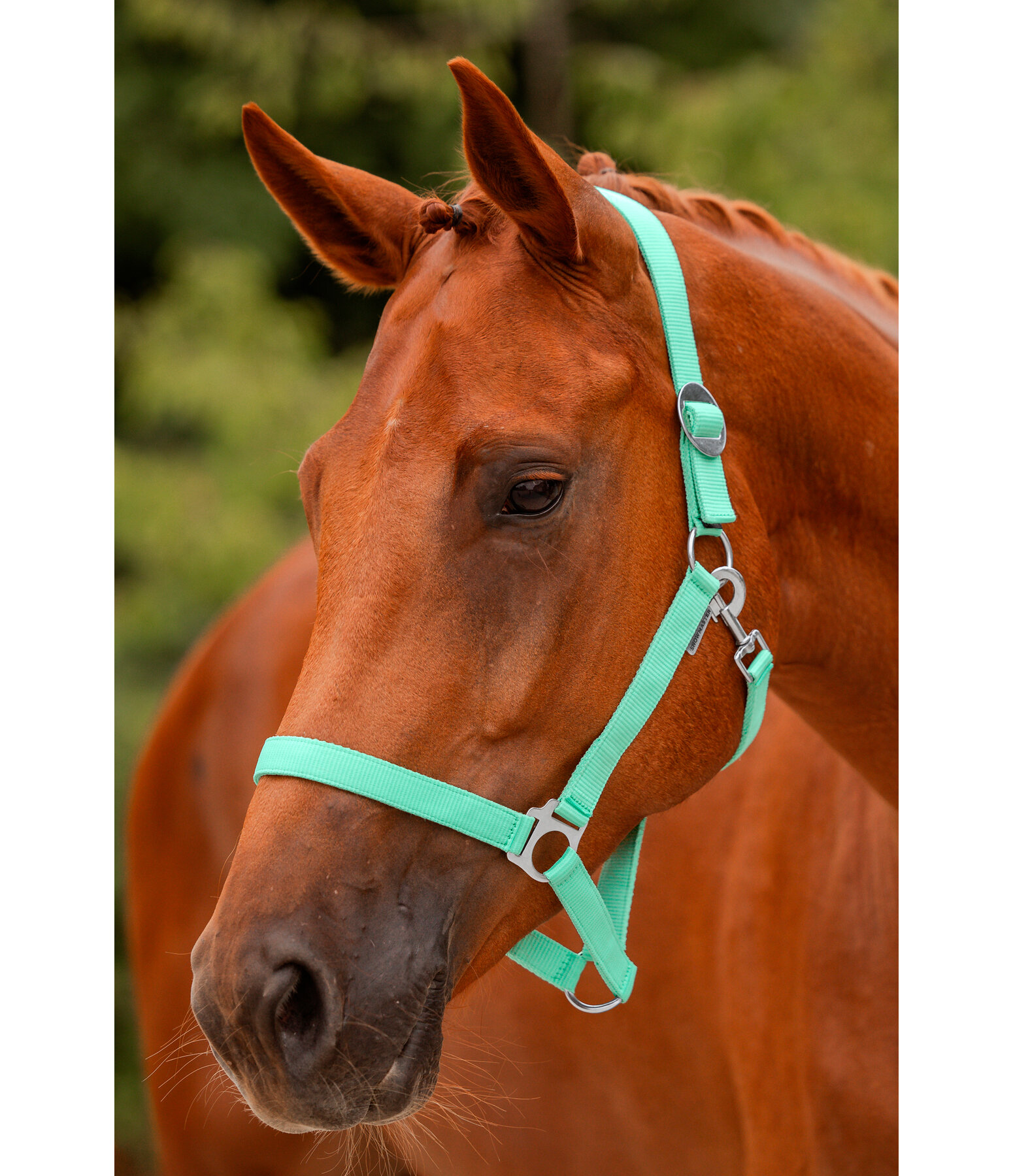 Headcollar Super Price