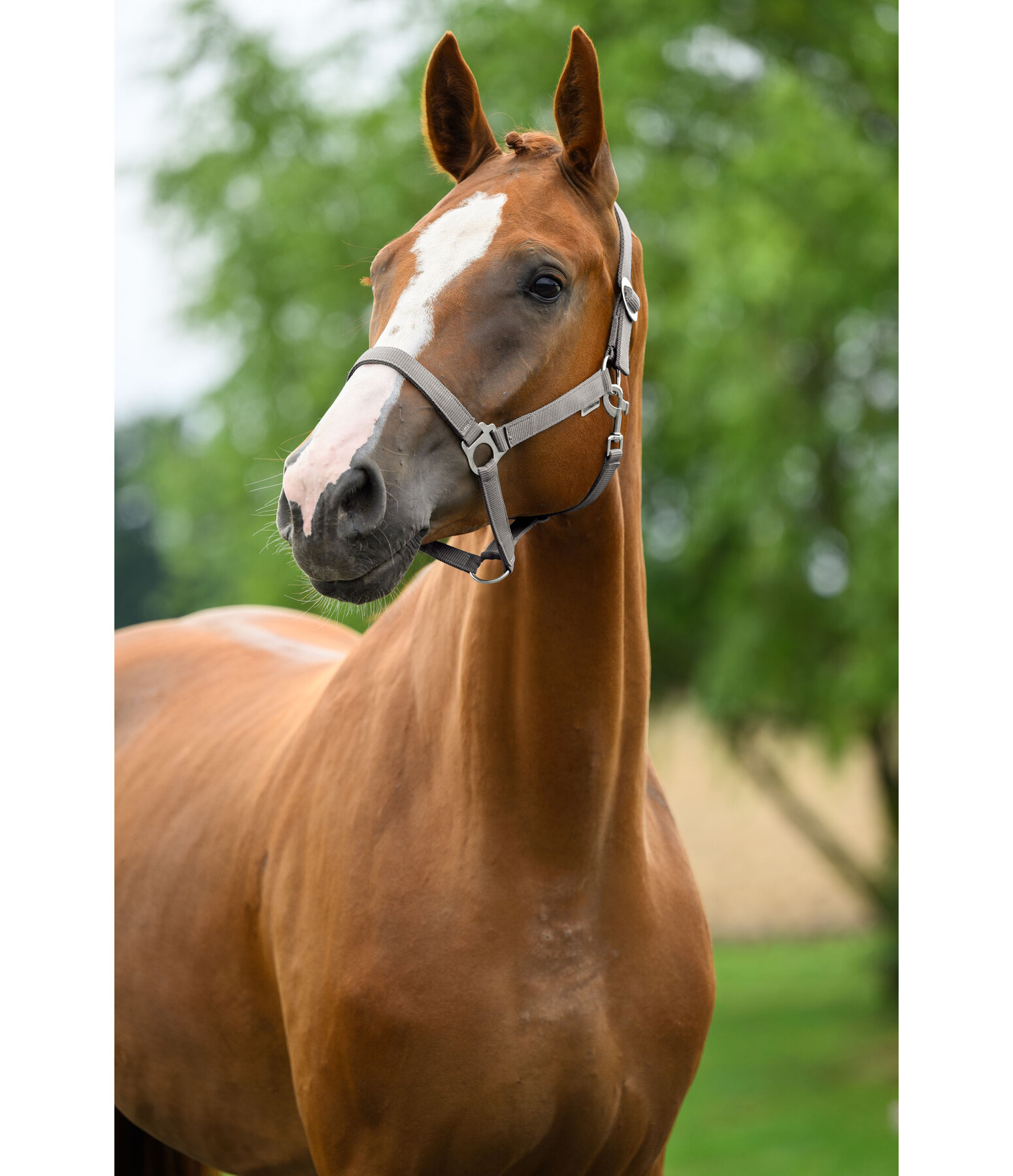 Headcollar Super Price