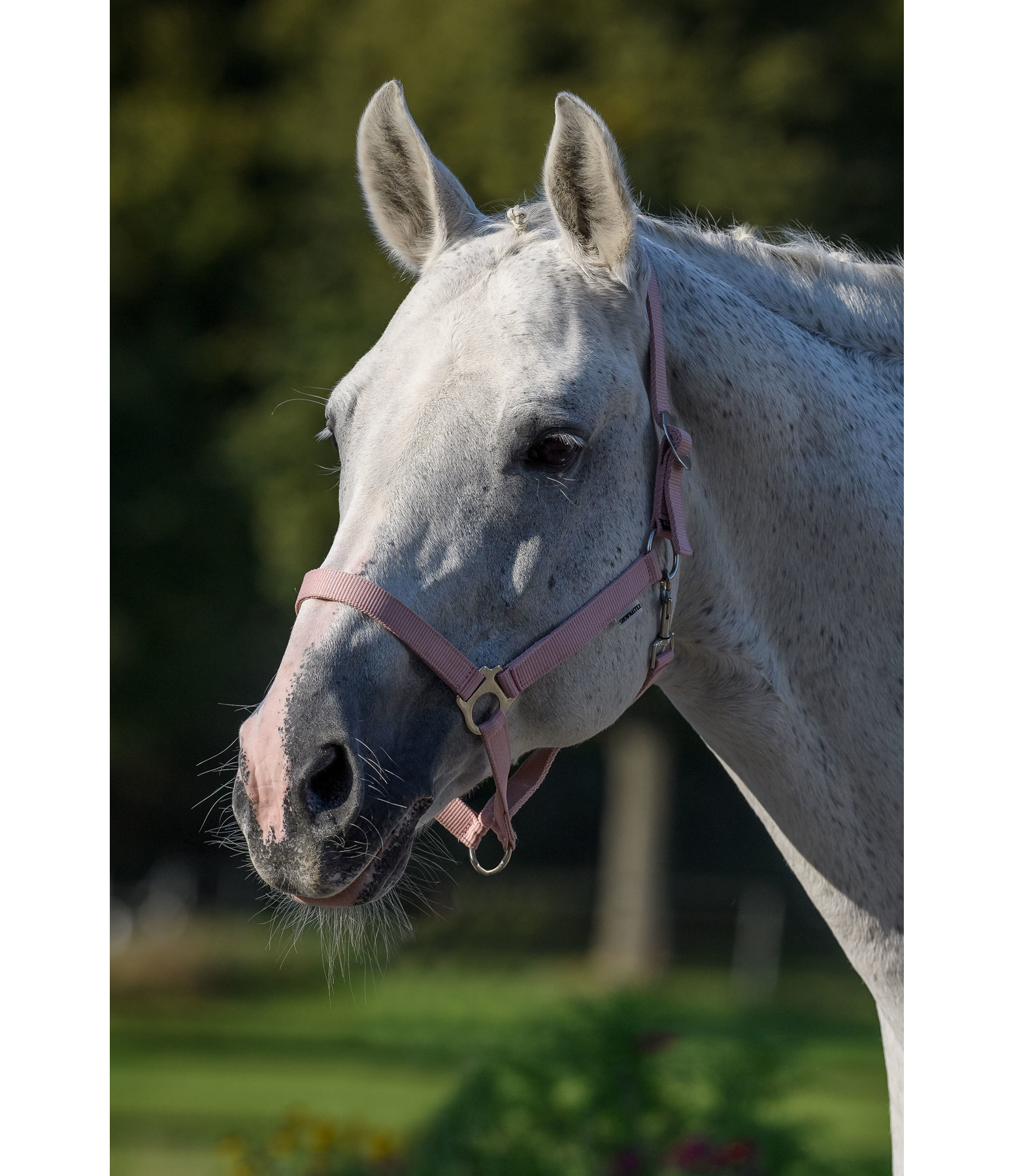 Headcollar Super Price