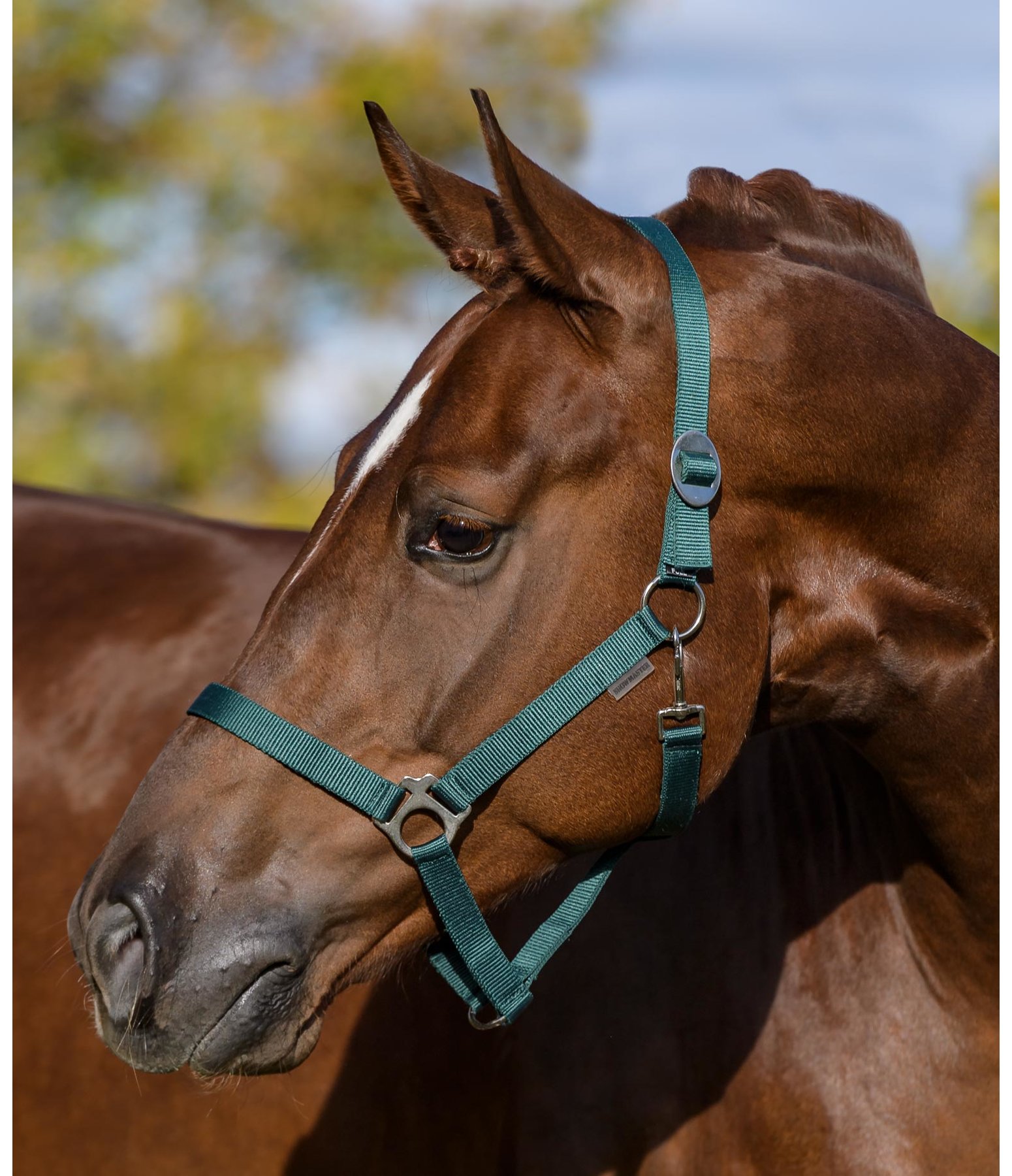 Headcollar Super Price