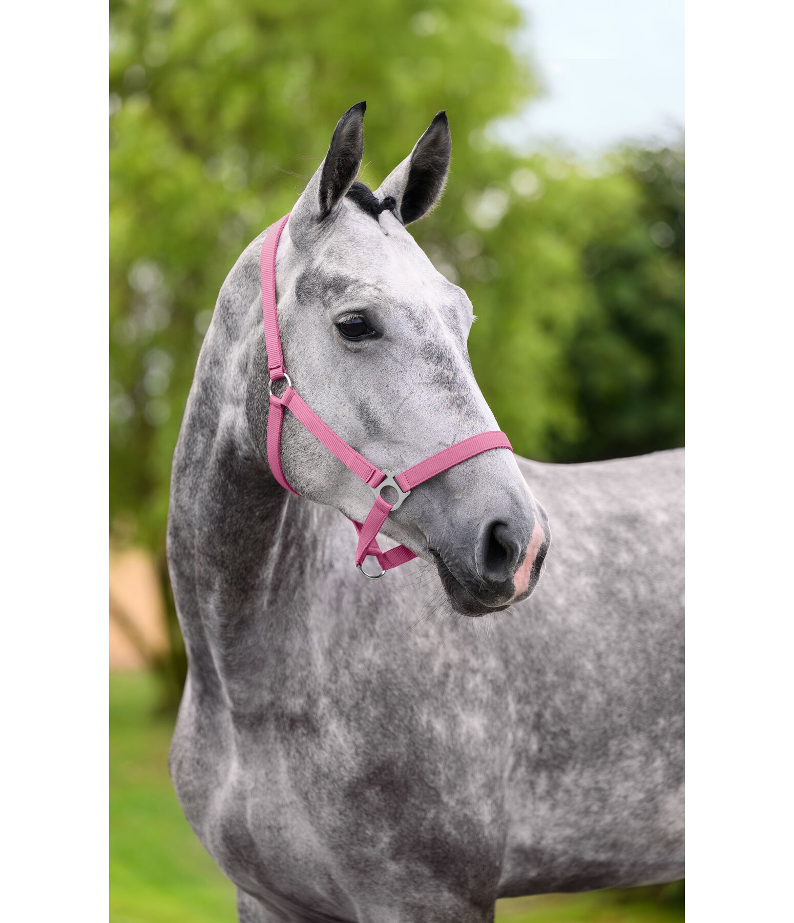 Headcollar Super Price