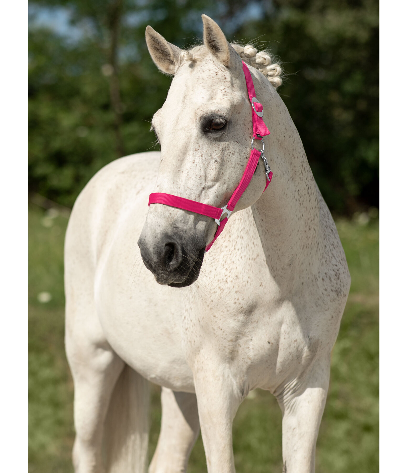 Headcollar Super Price