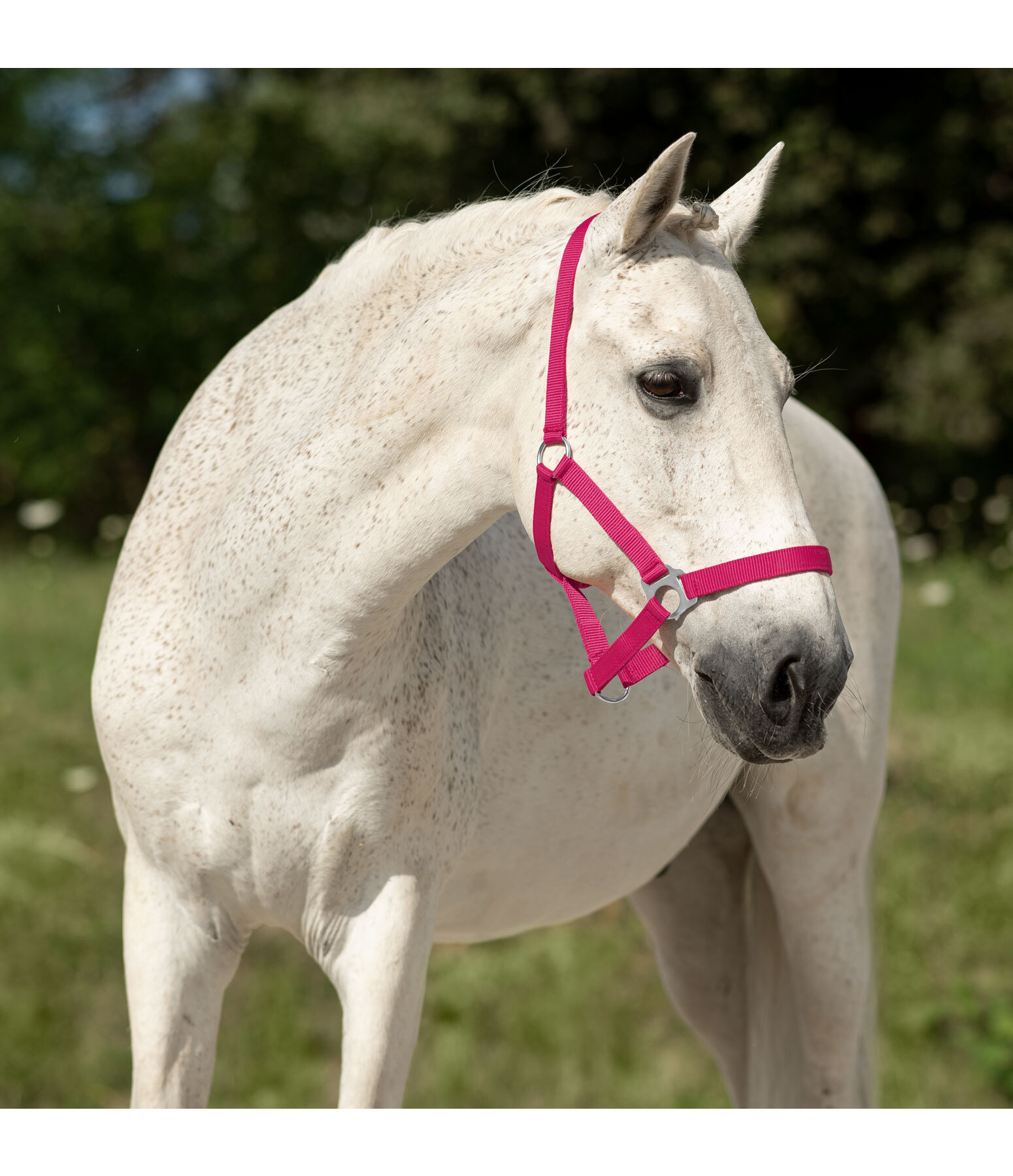 Headcollar Super Price