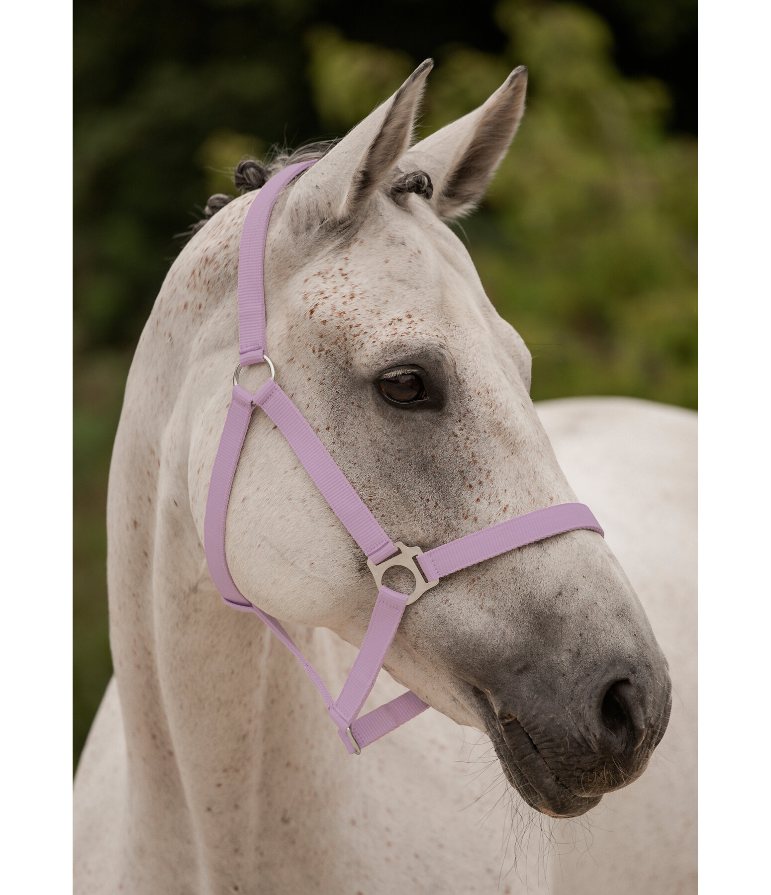 Headcollar Super Price