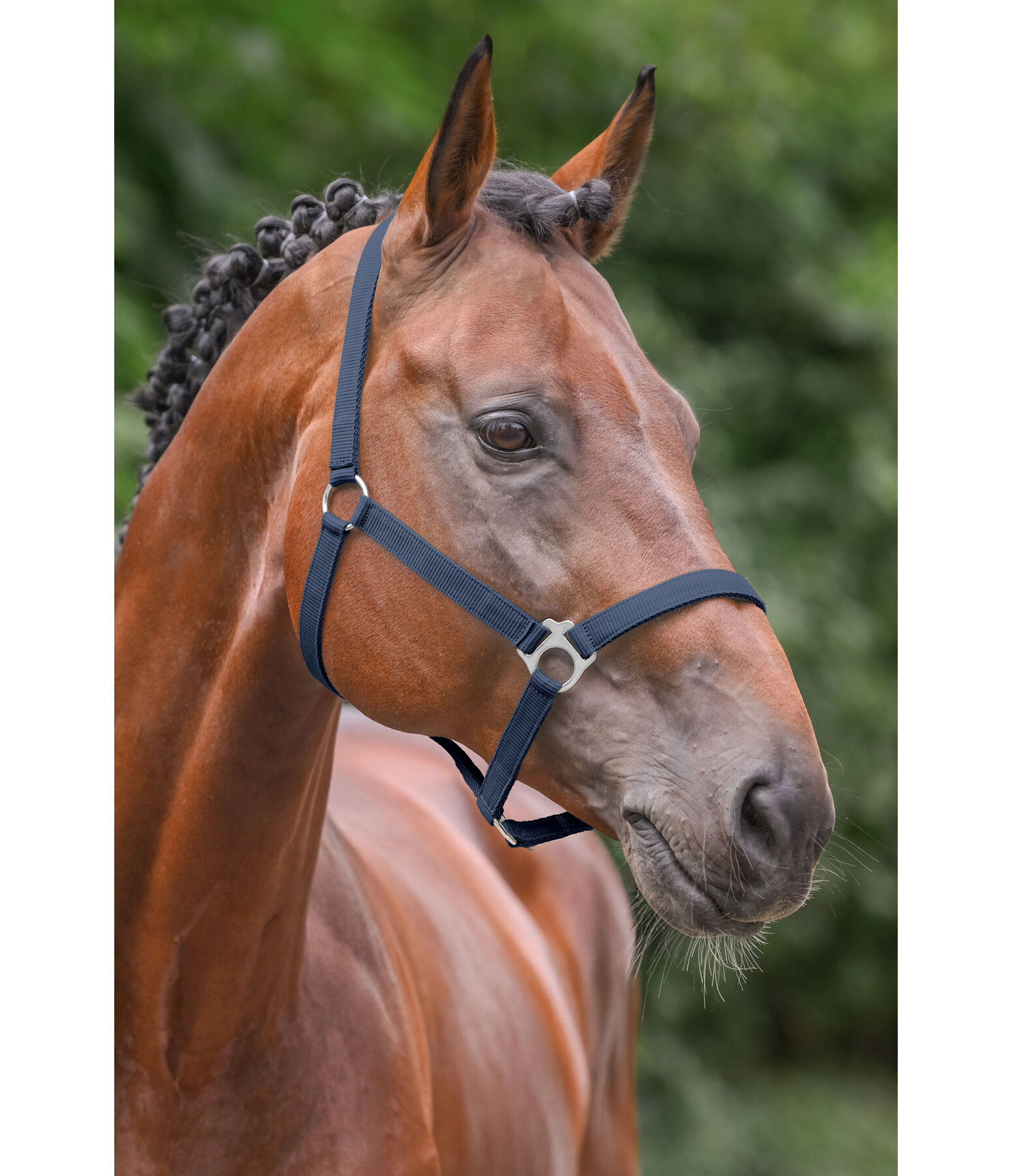 Headcollar Super Price