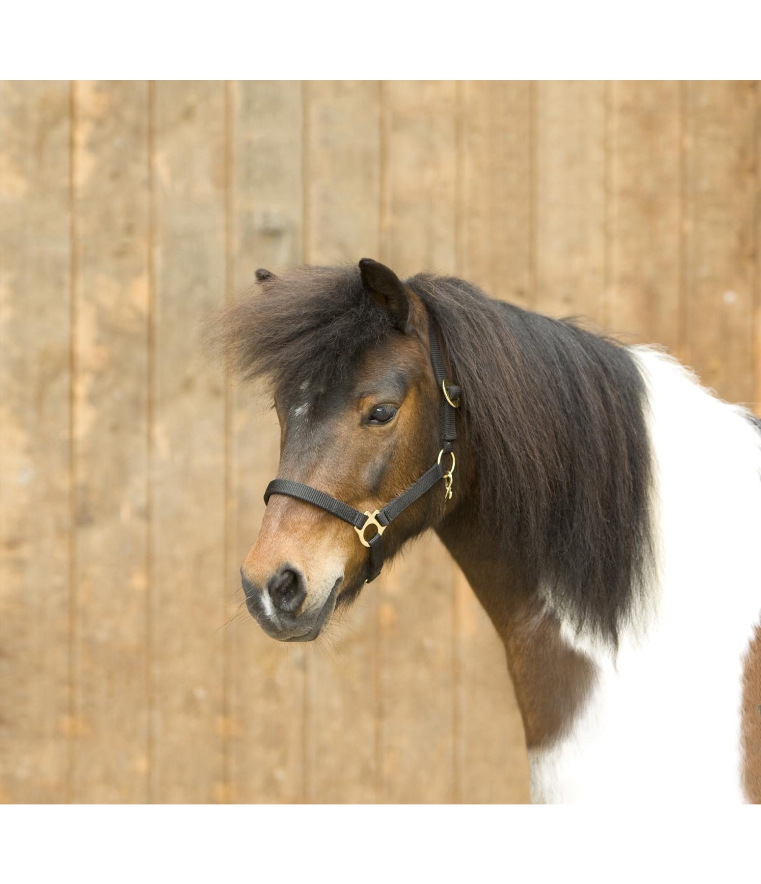 Headcollar Super Price