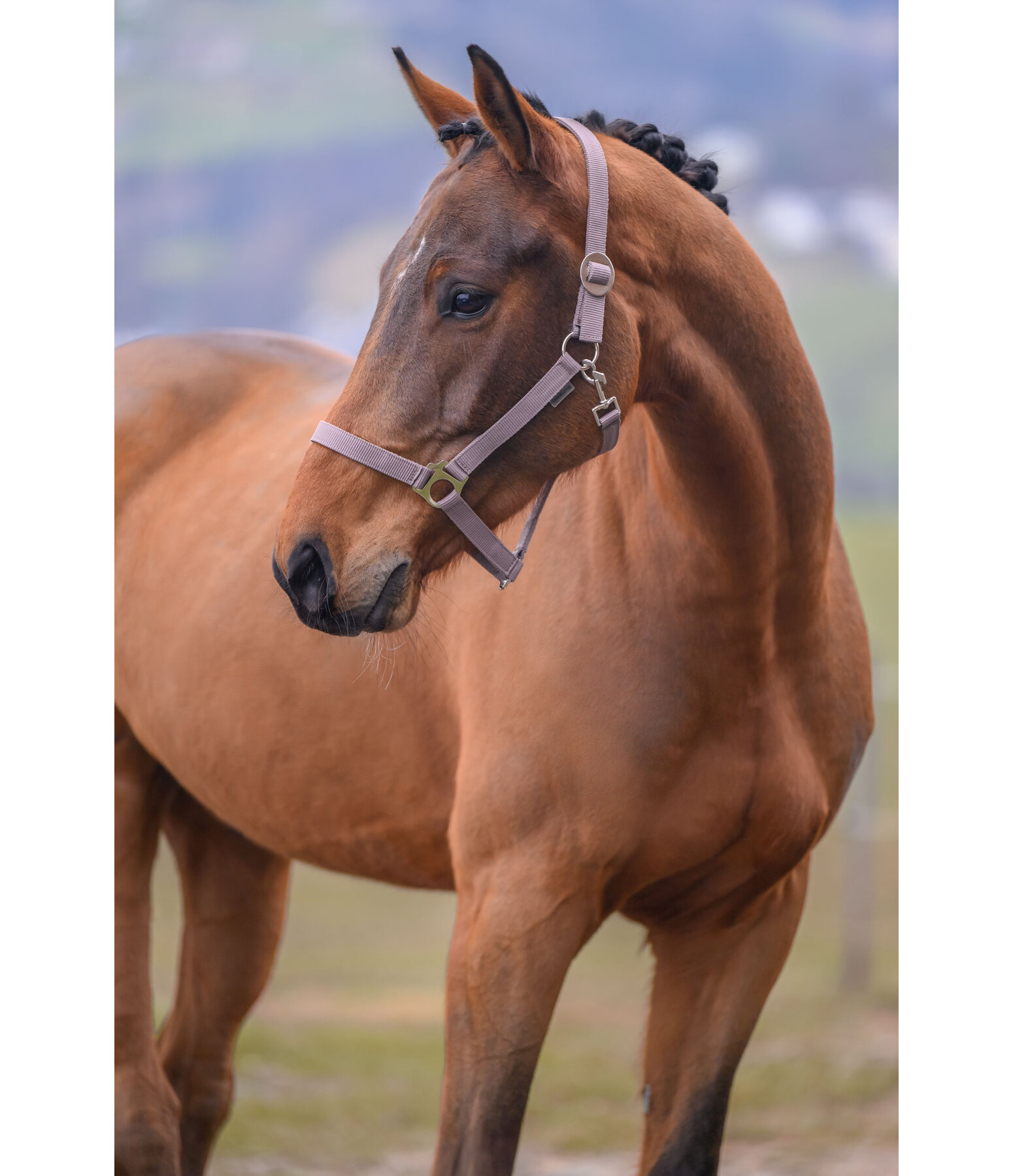Headcollar Super Price