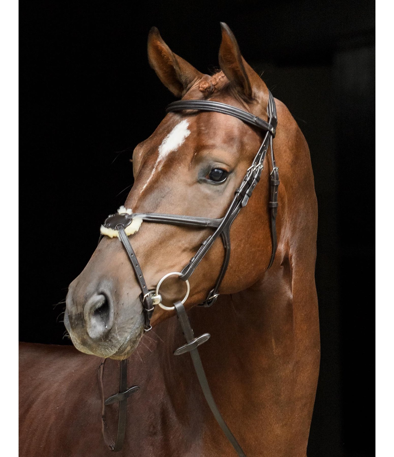 Mexican Bridle Dover Grackle Nosebands Kramer Equestrian