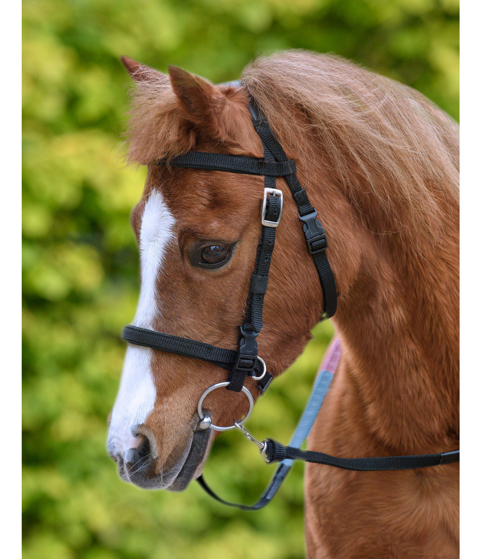 Cavesson Bridle Easy Clip - Cavesson & Flash Nosebands - Kramer Equestrian