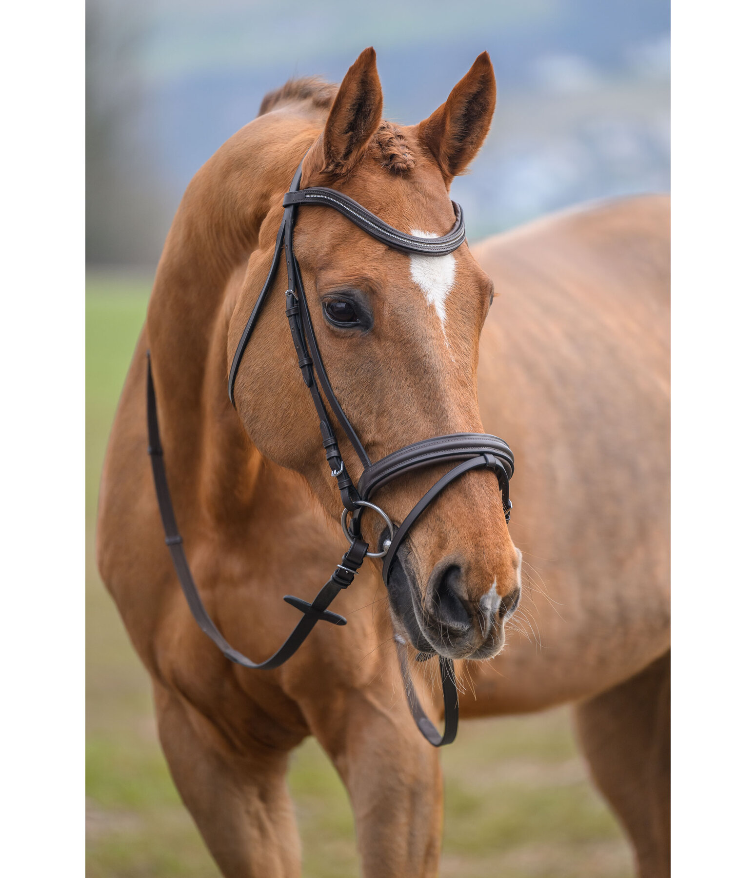 Bridle Beauty