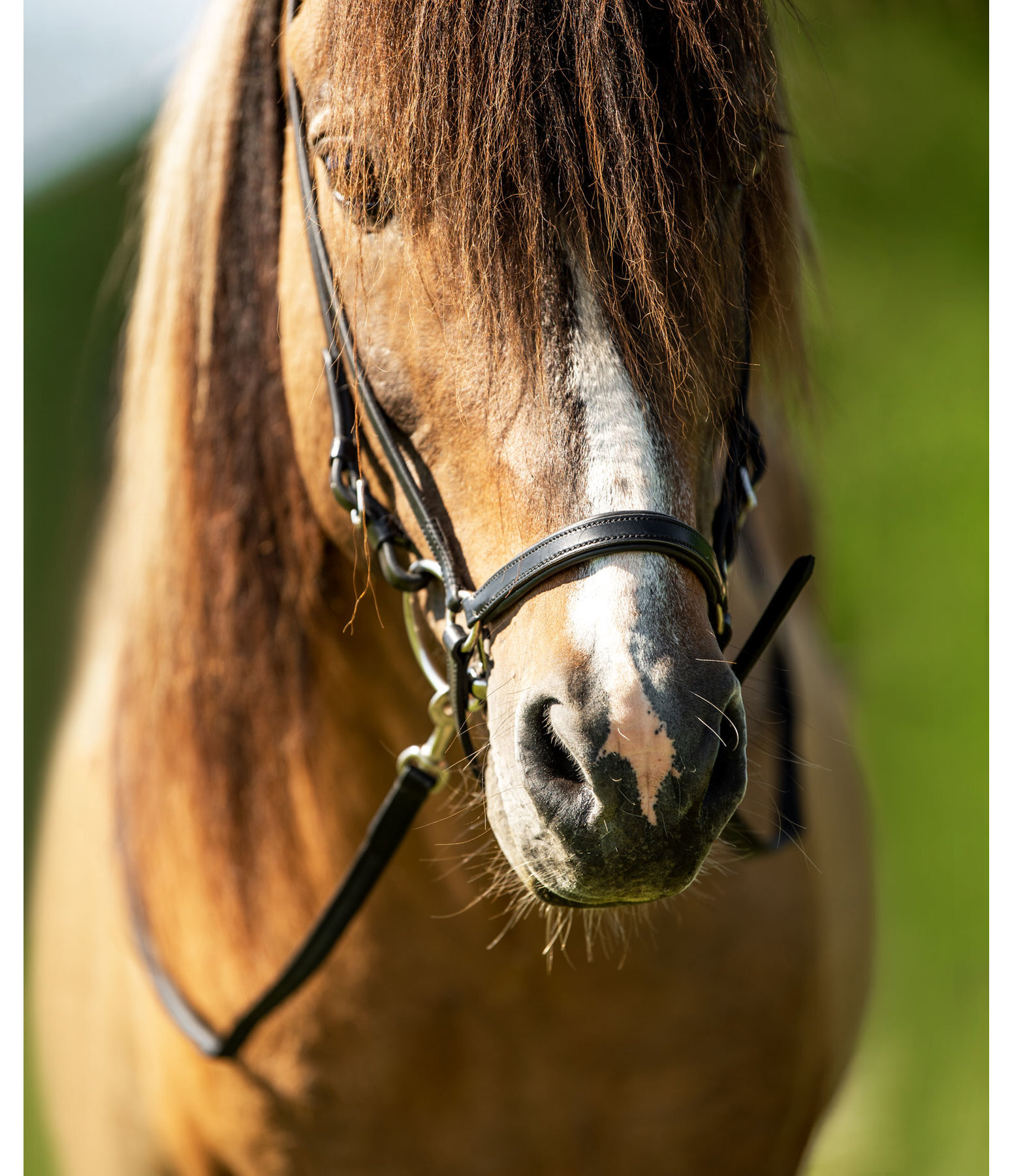 Drop Noseband Garri